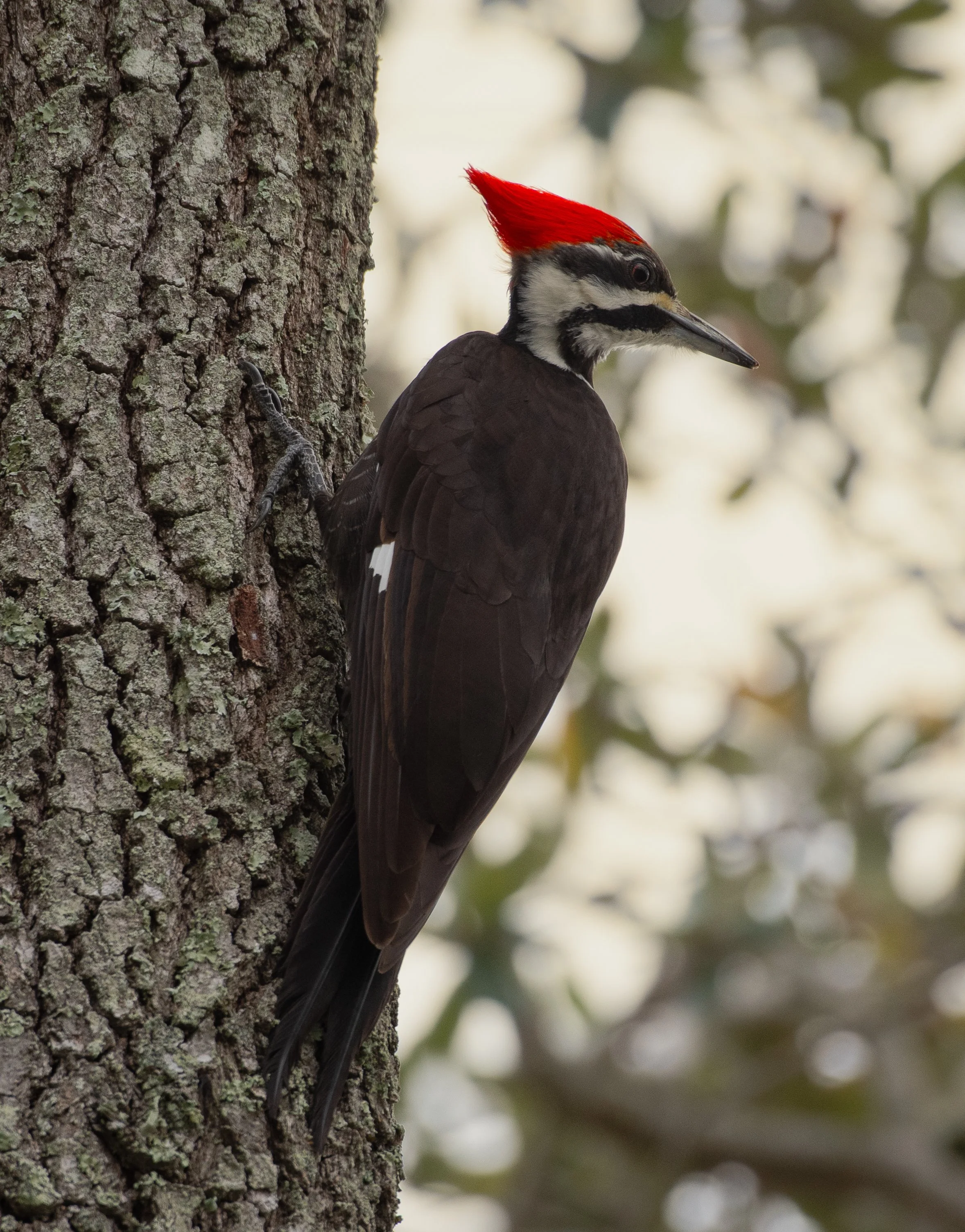 DSC_6733.jpg