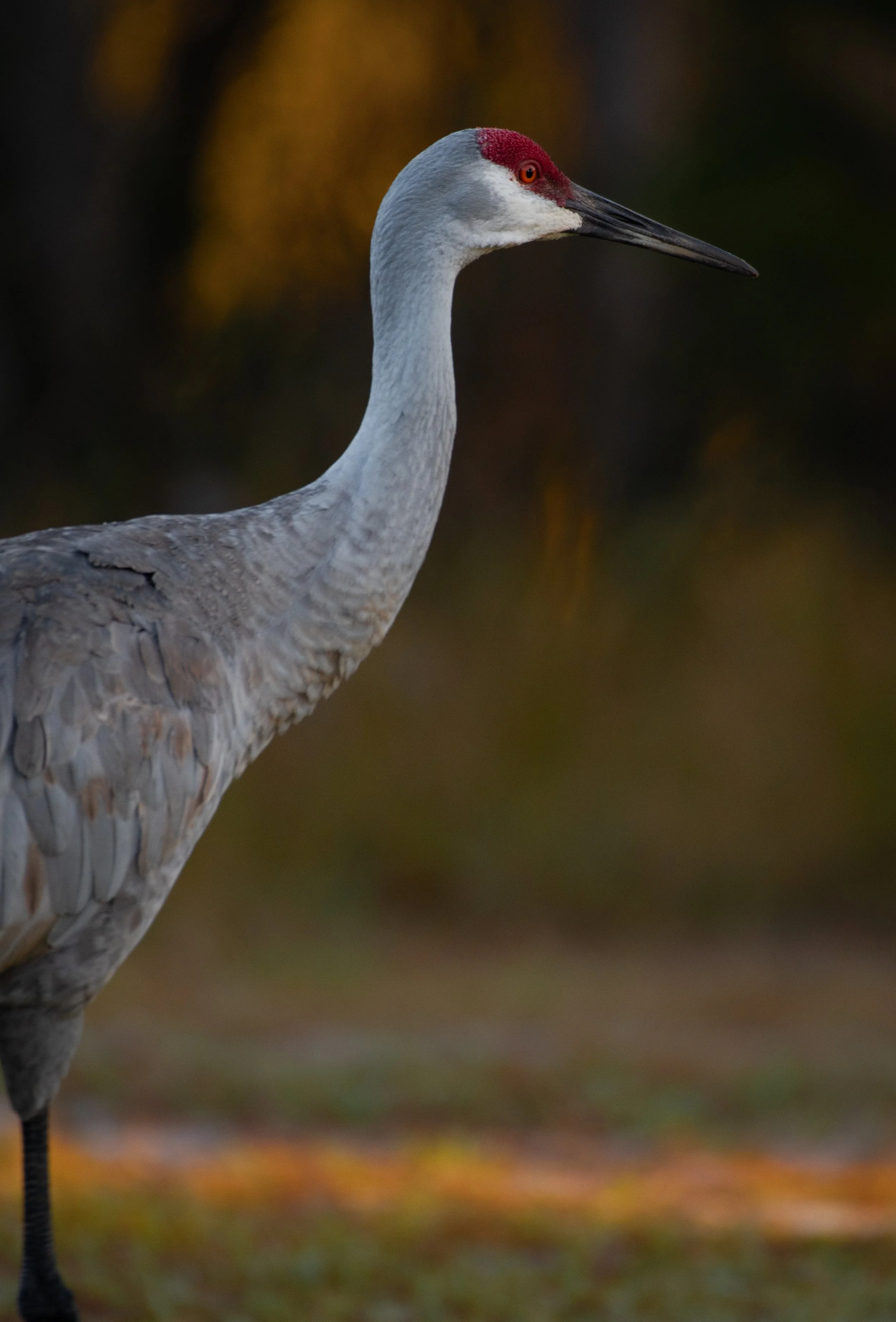 DSC_6938.jpg