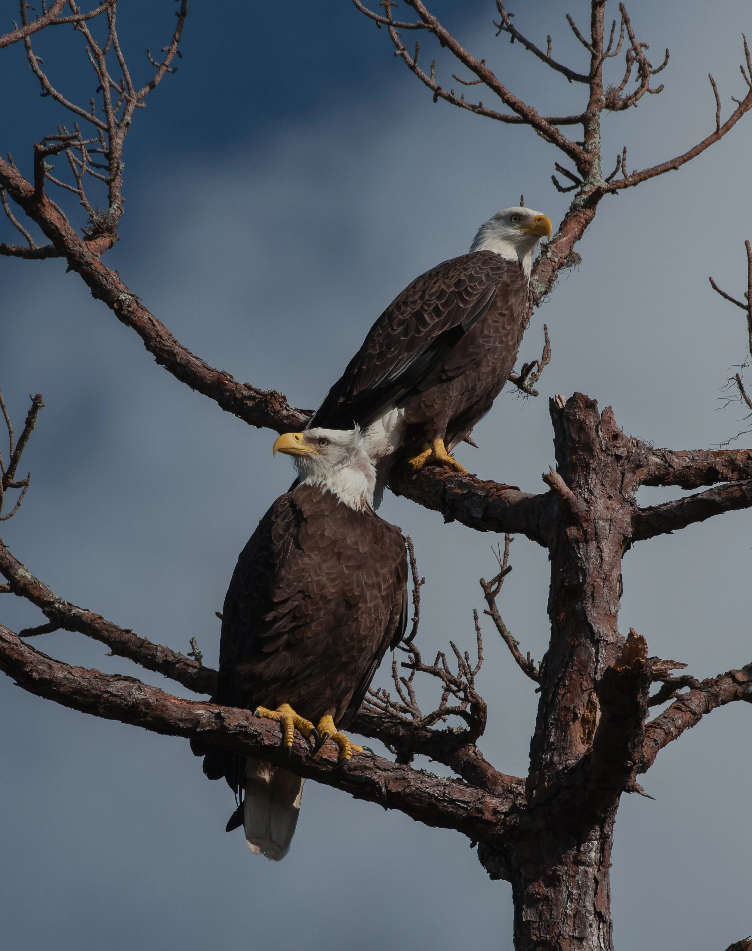 DSC_4732.jpg