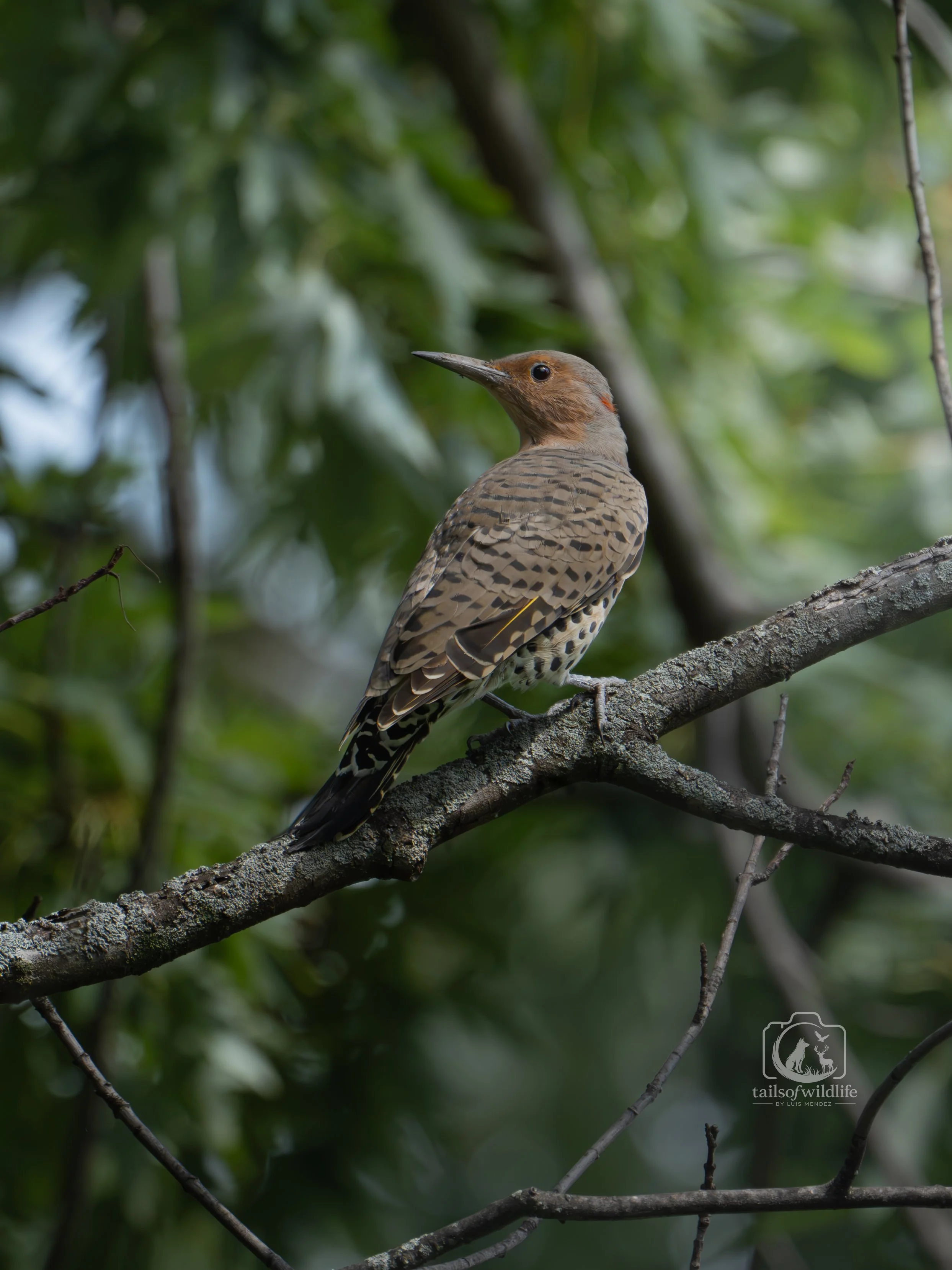 Northern Flicker Print