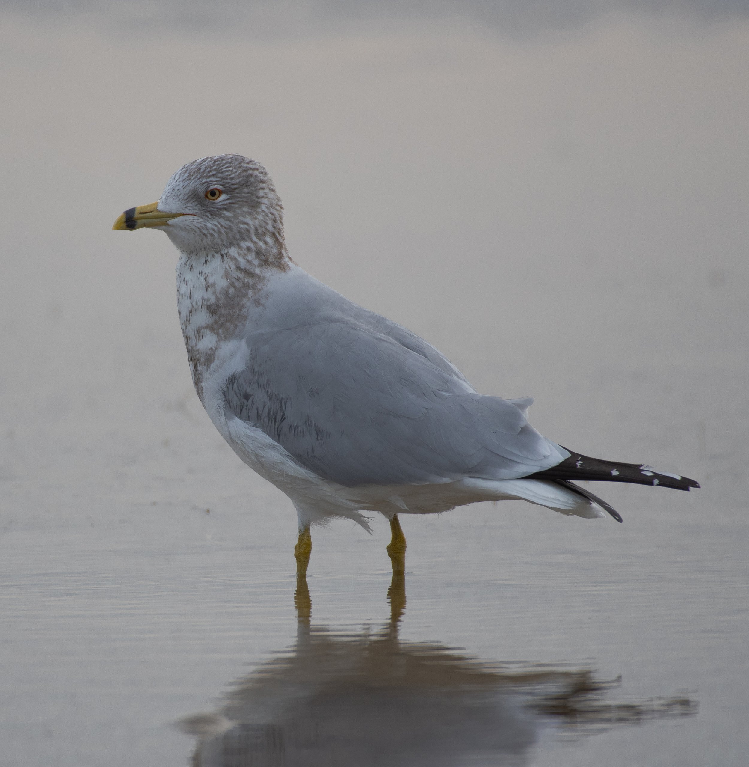 DSC_5262.jpg