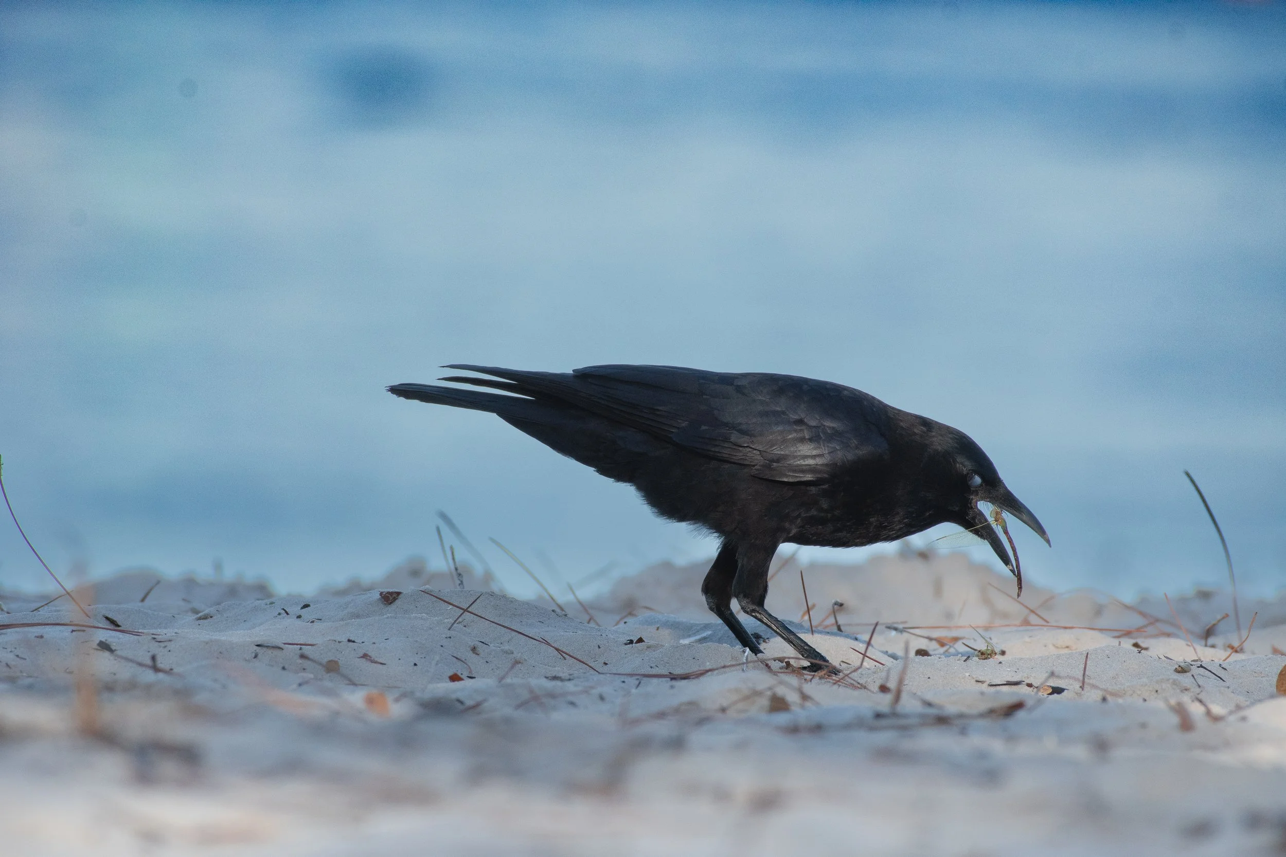 DSC_3543.jpg