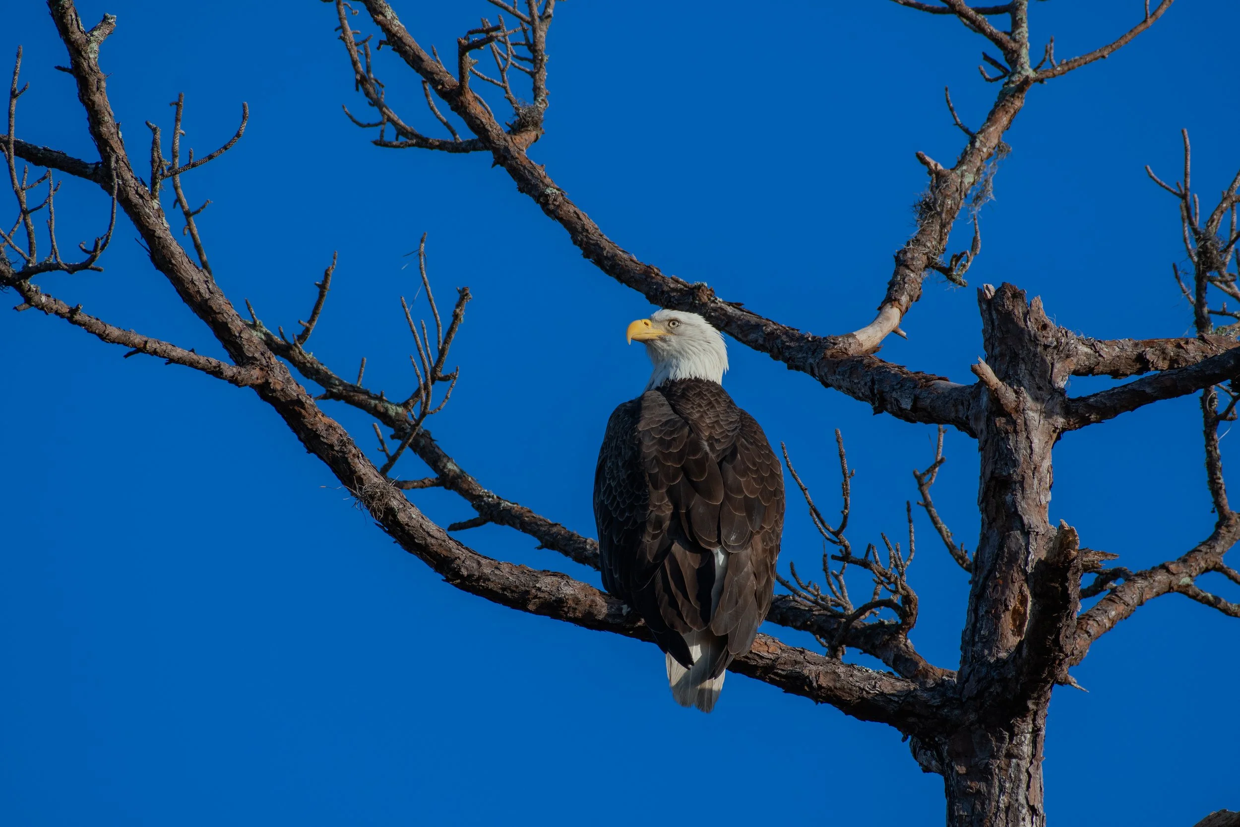 DSC_4596-2.jpg