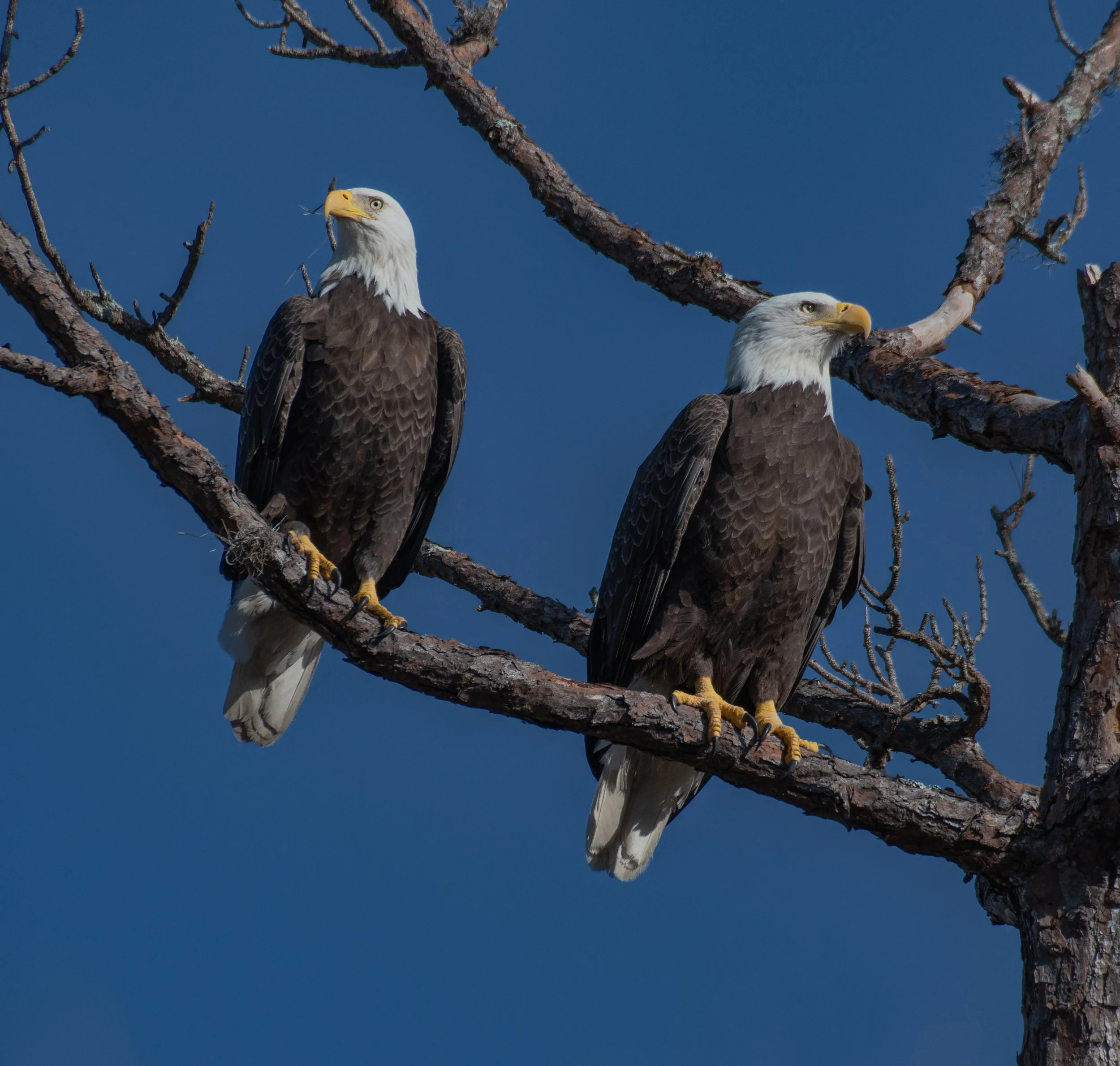 DSC_4704.jpg