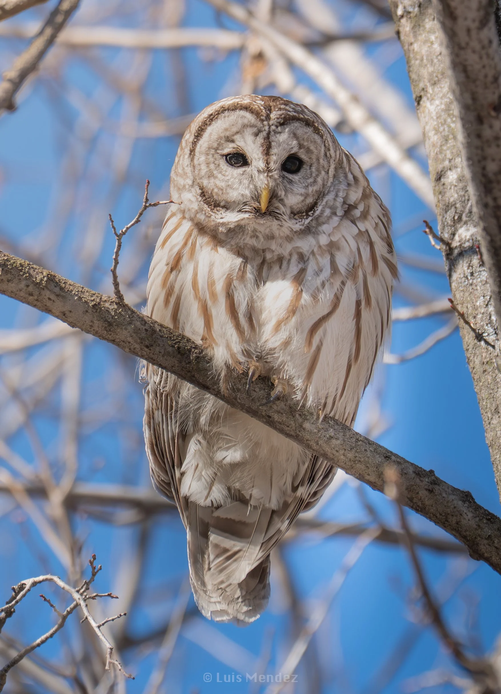 Silent Guardian of the Forest