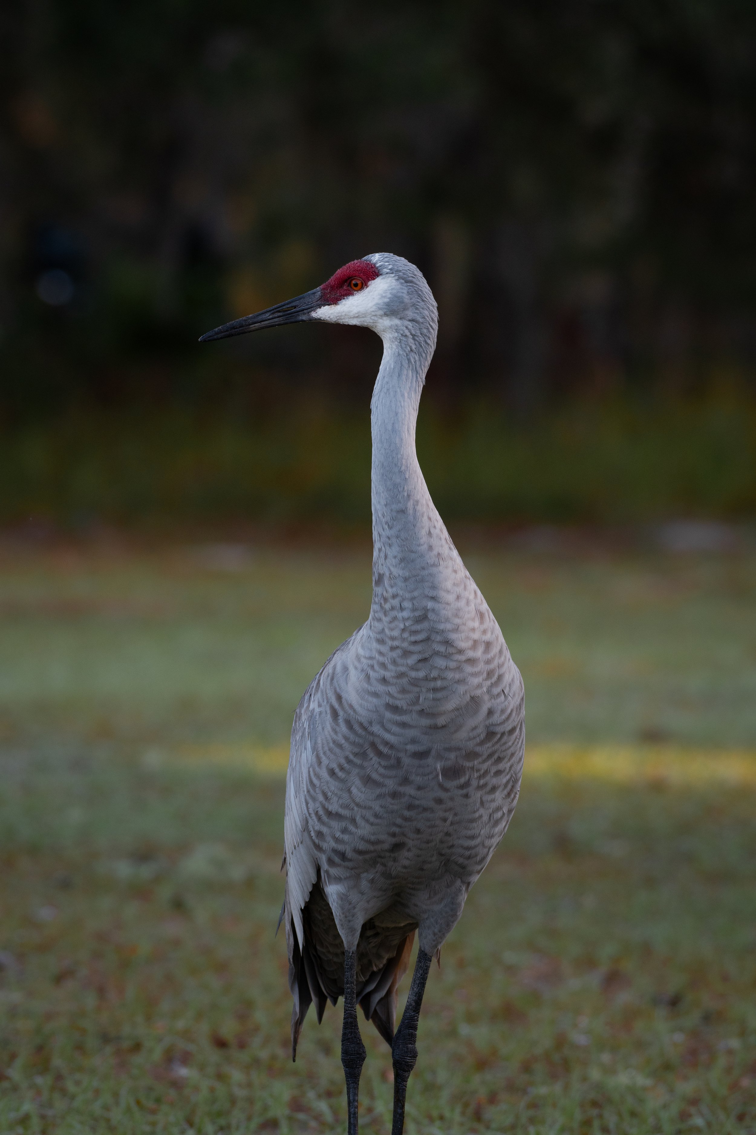 DSC_6964.jpg
