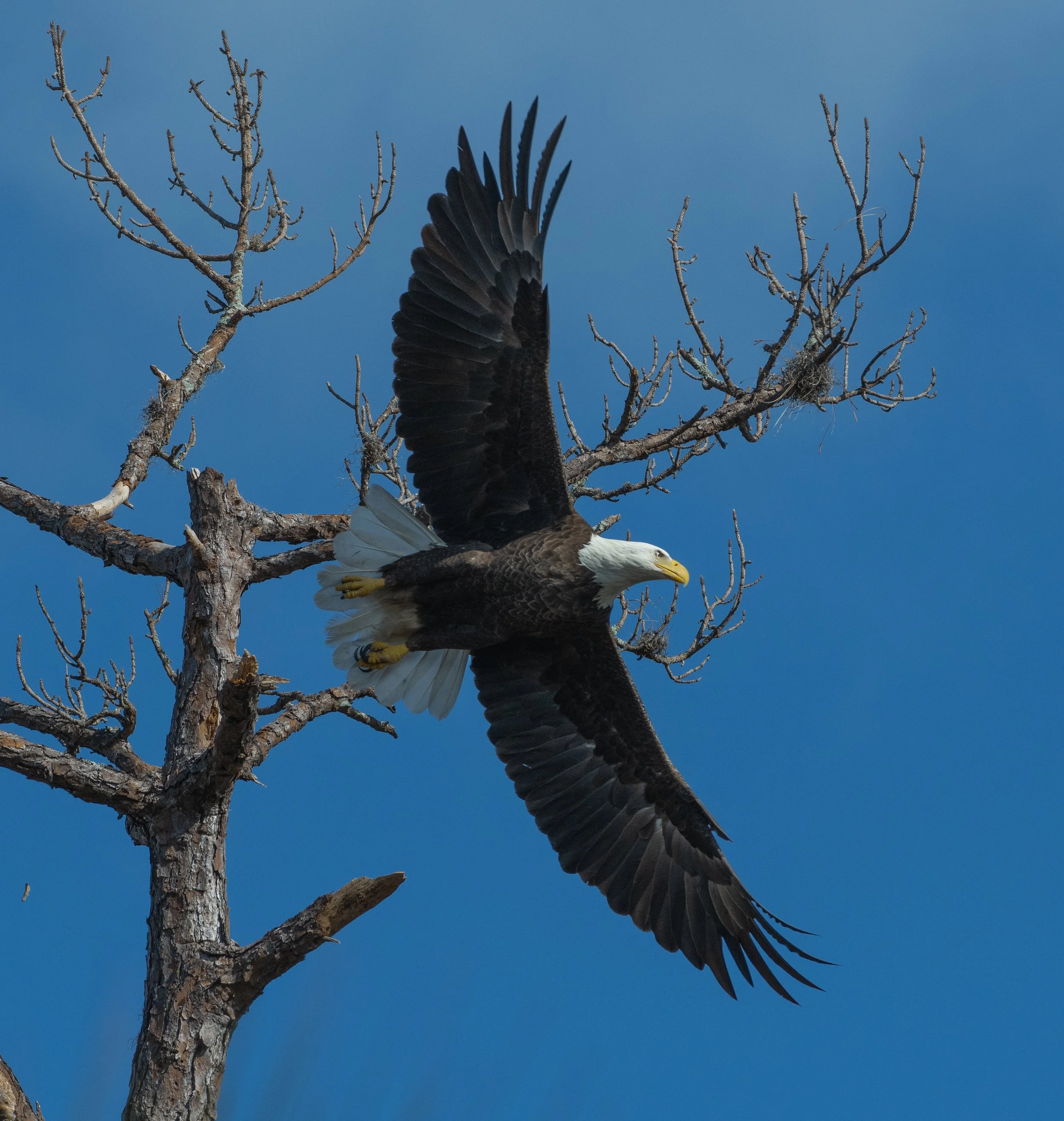 DSC_4737.jpg