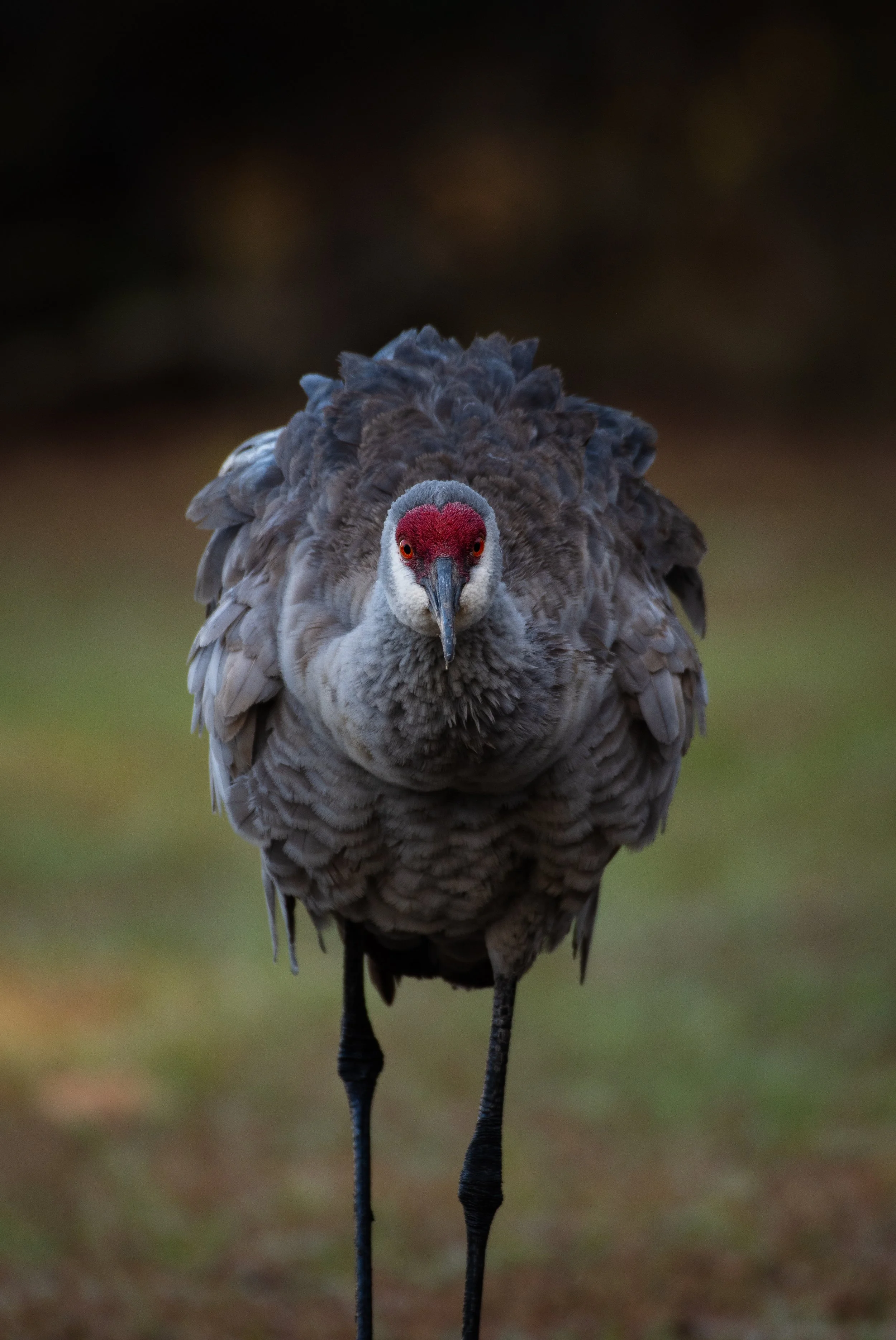 DSC_7027.jpg
