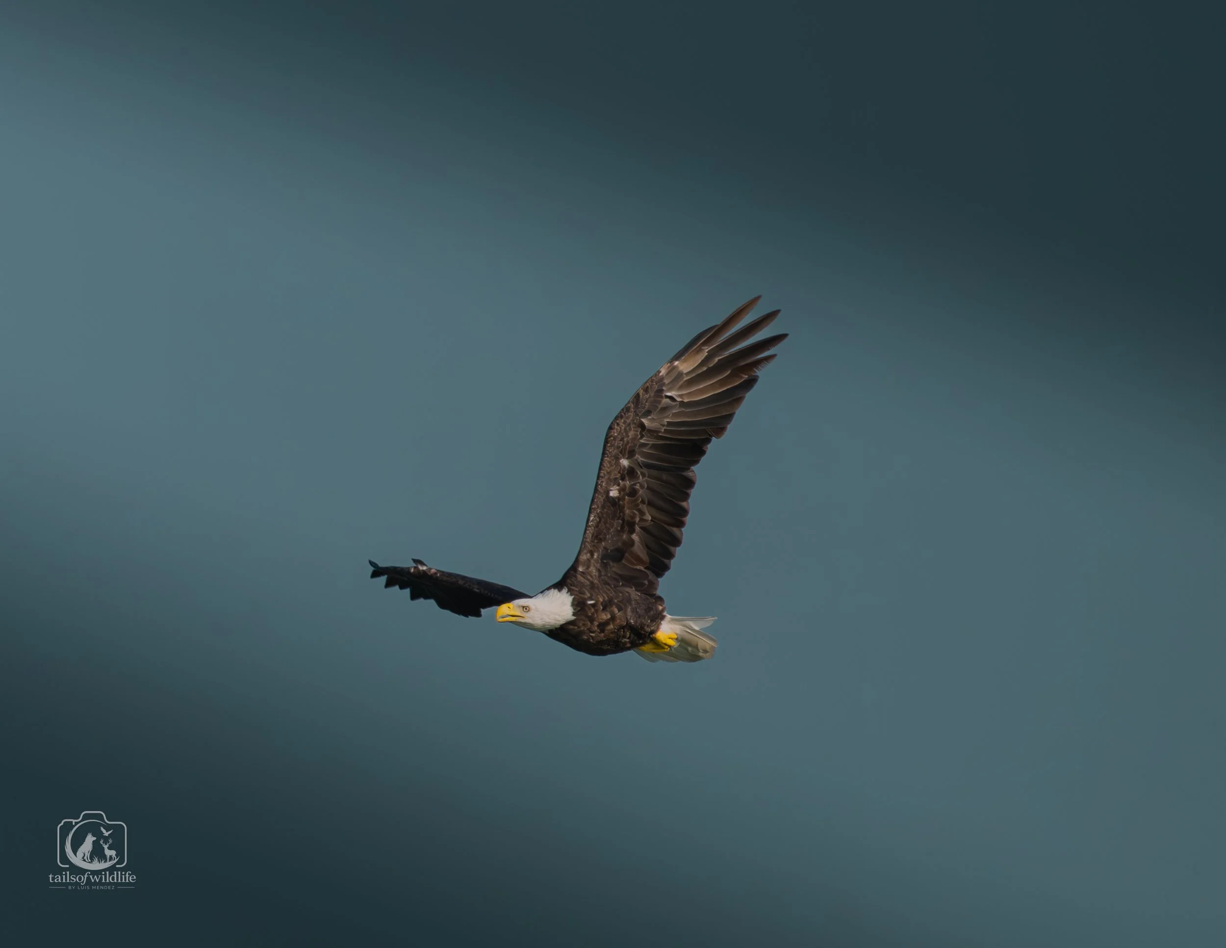 Bald Eagle - Storm Coming Print