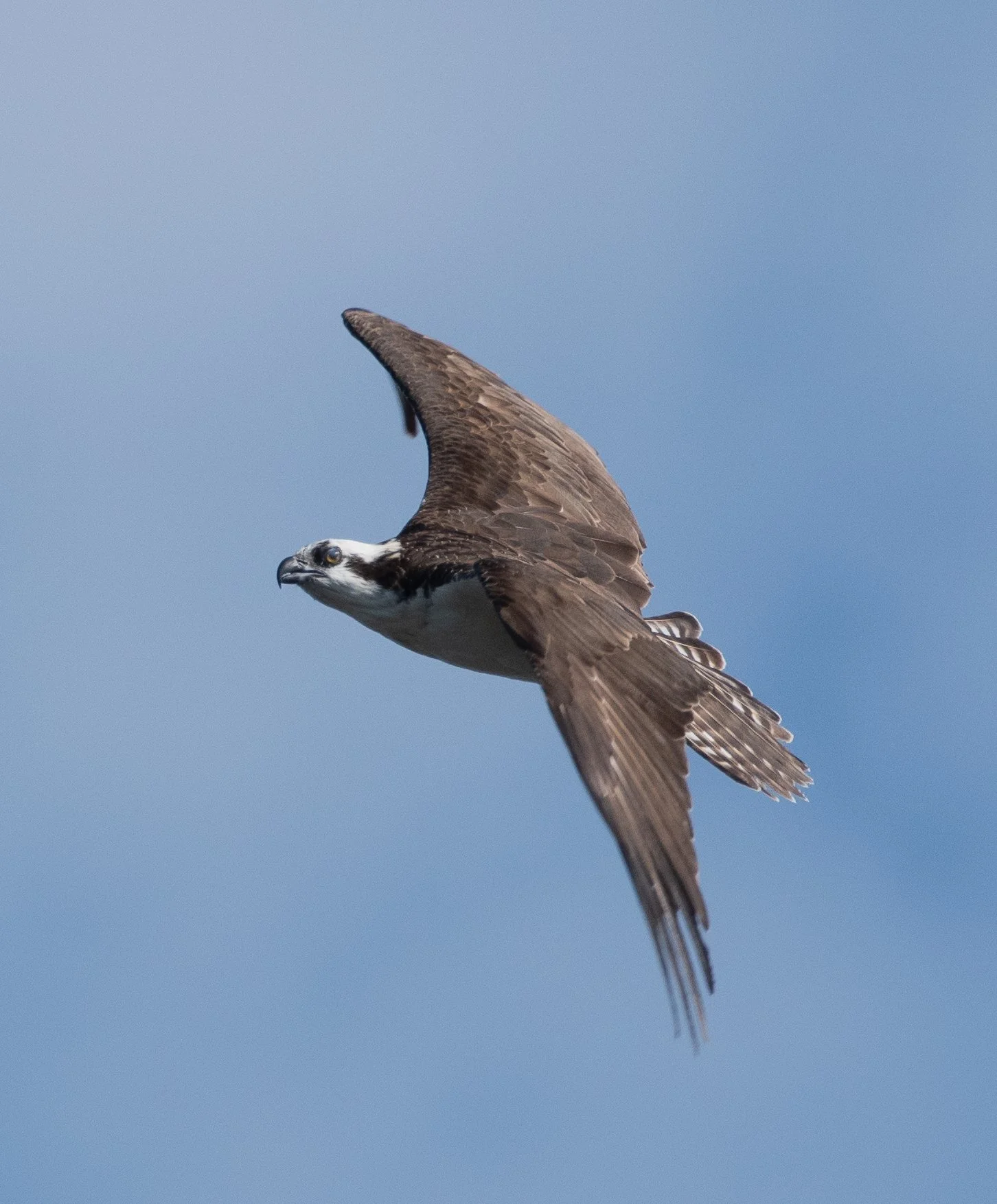 DSC_8088.jpg