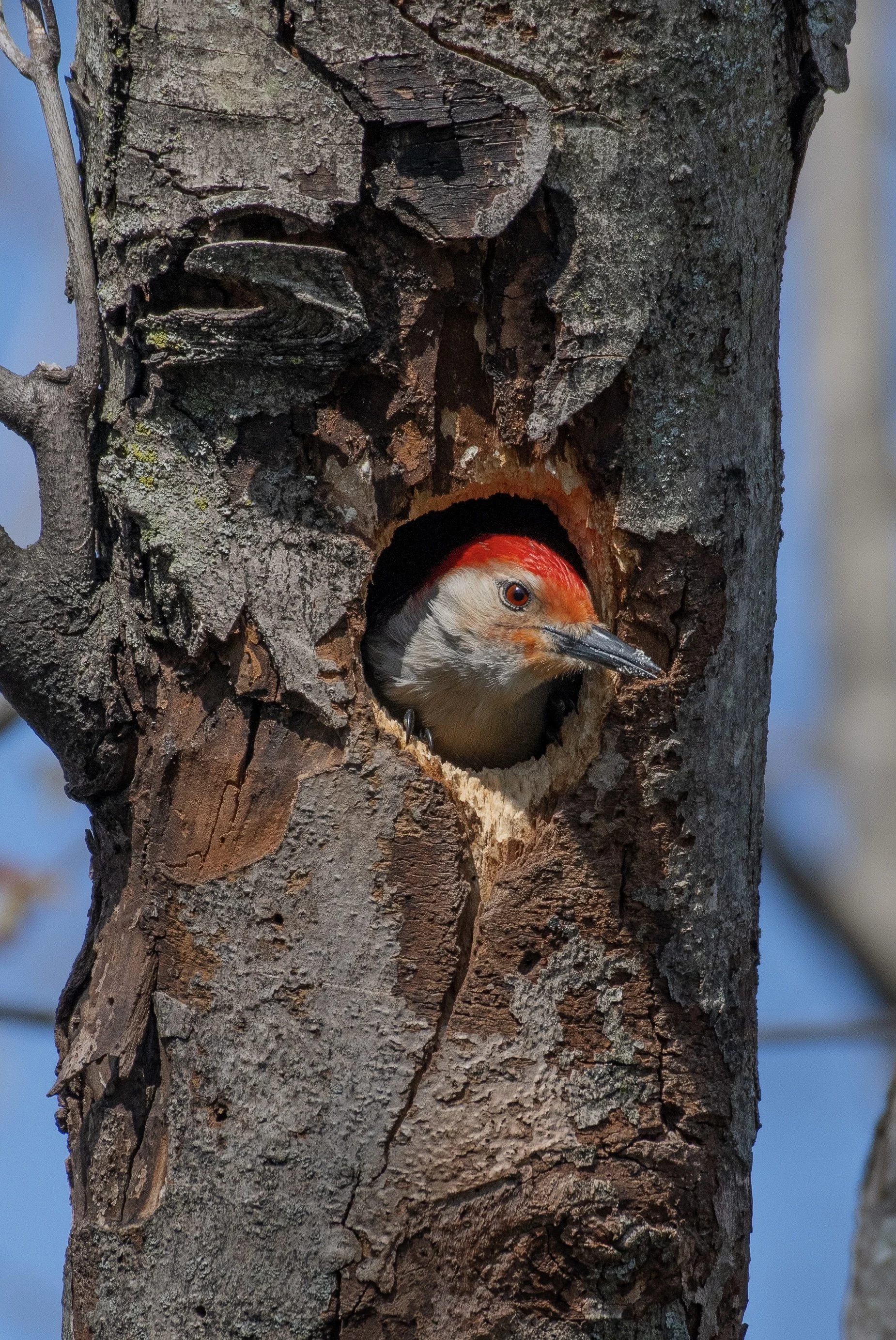 DSC_8951.jpg