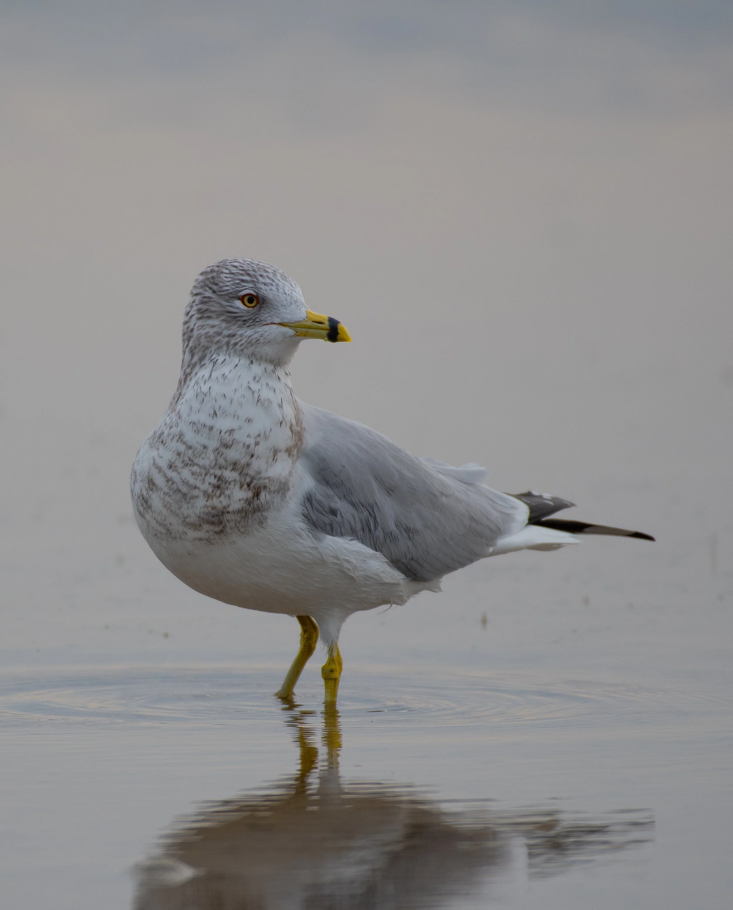 DSC_5268.jpg