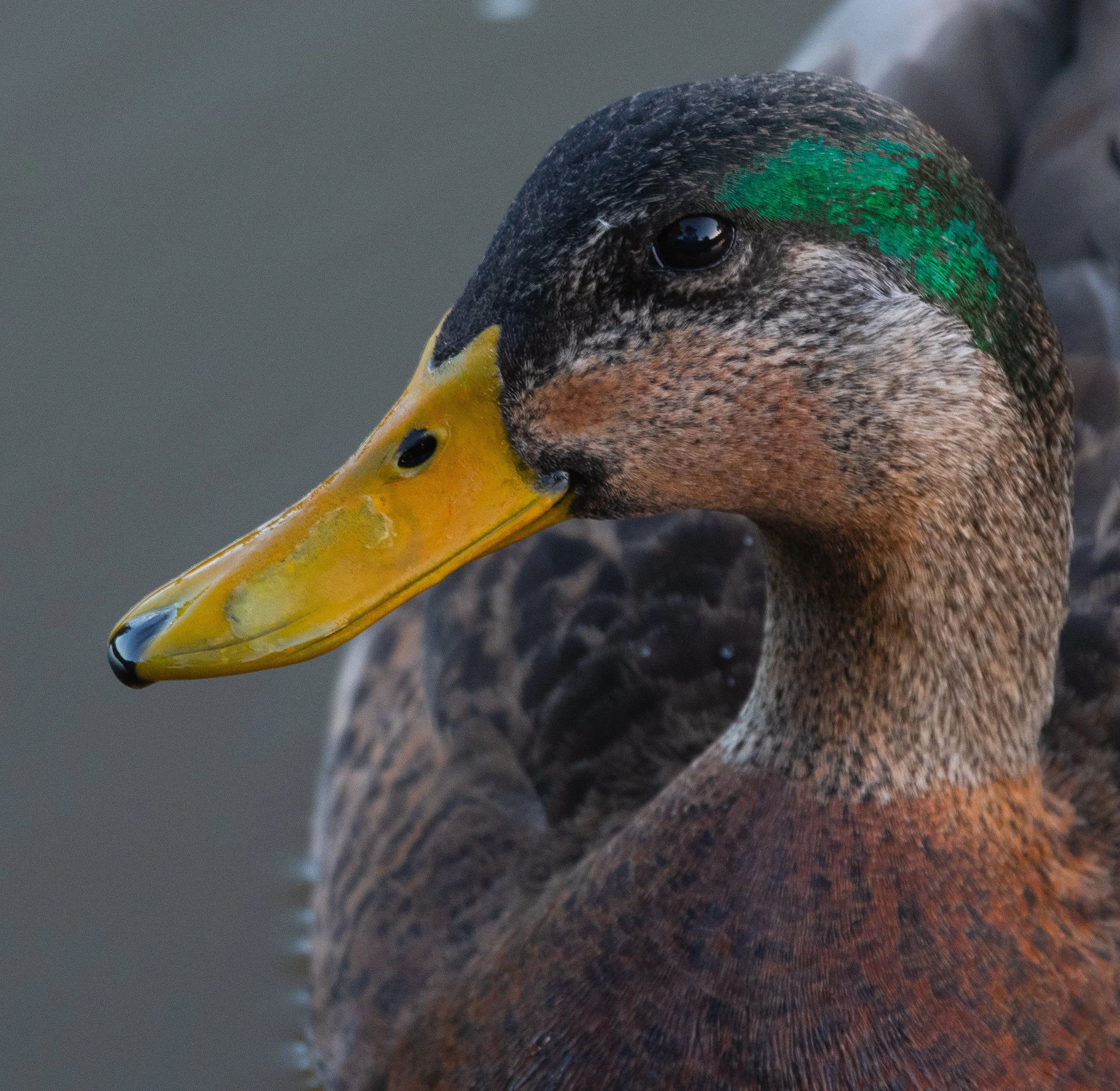 DSC_6657.jpg