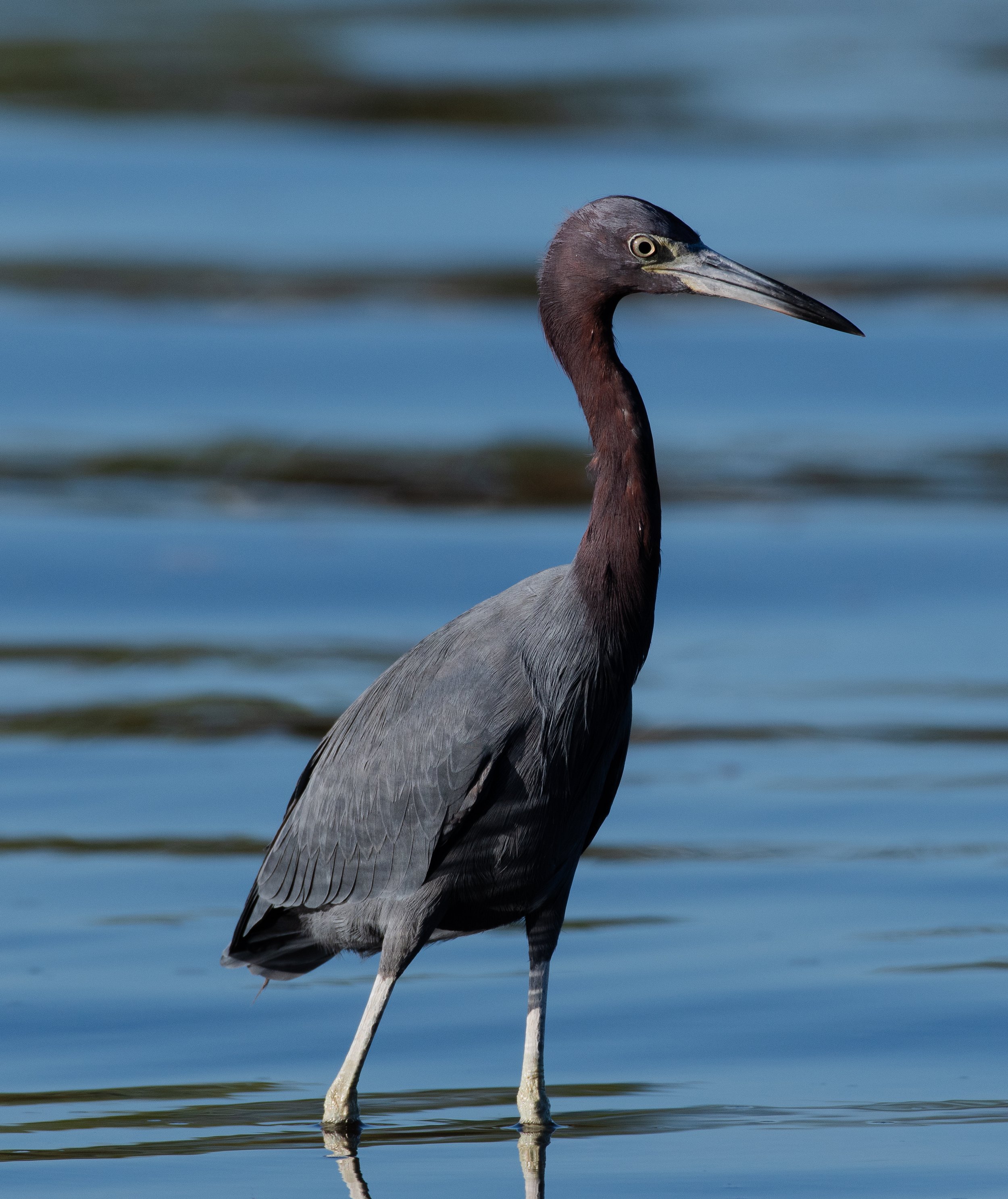 DSC_3446.jpg