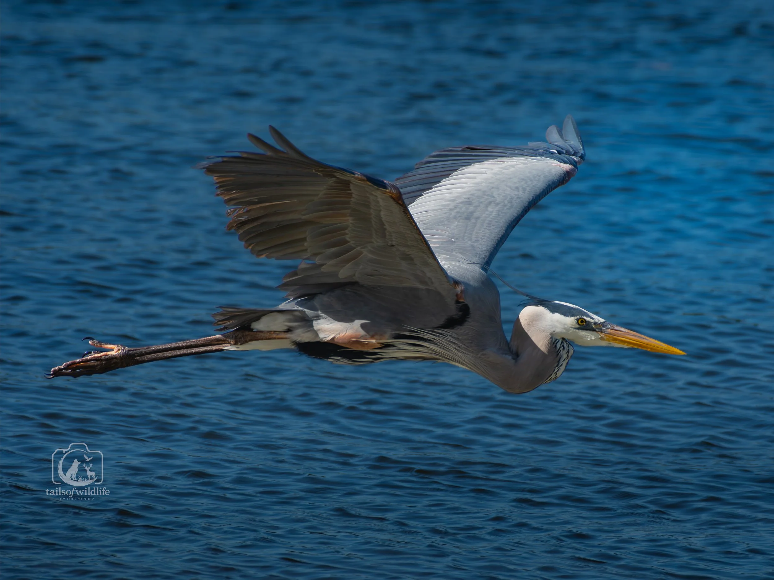 DSC_8144.jpg