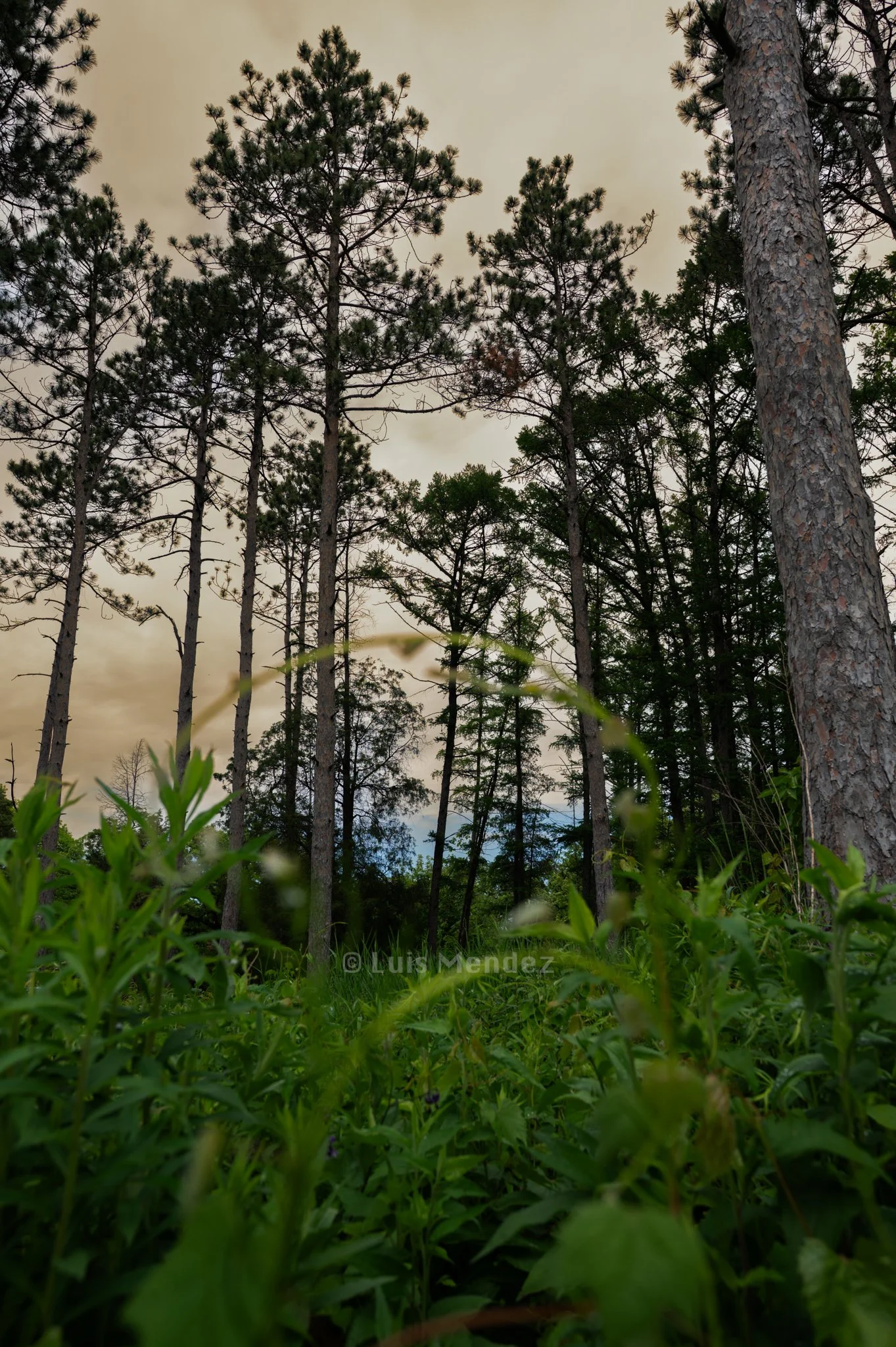 Green Forest