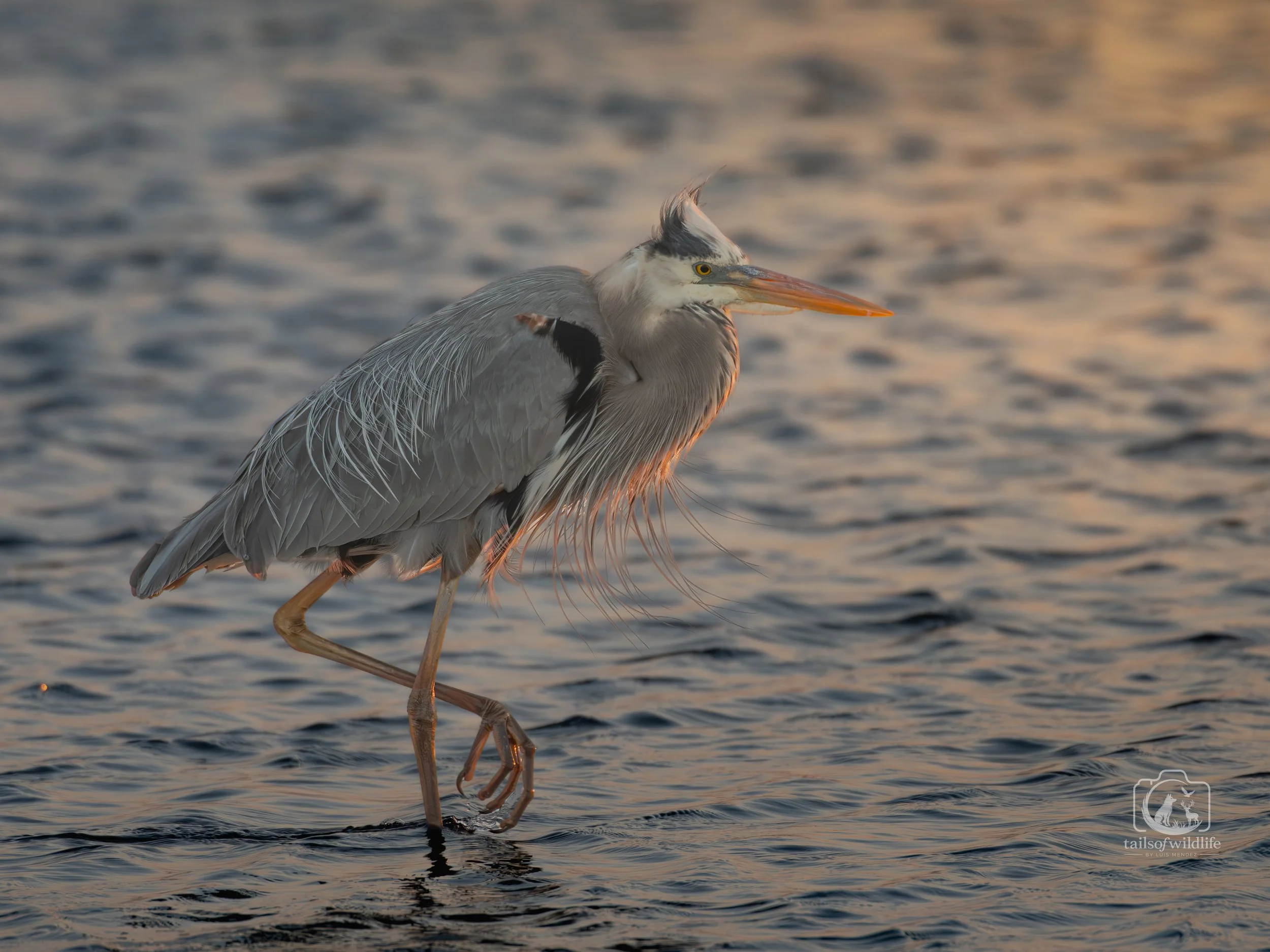 DSC_8358.jpg