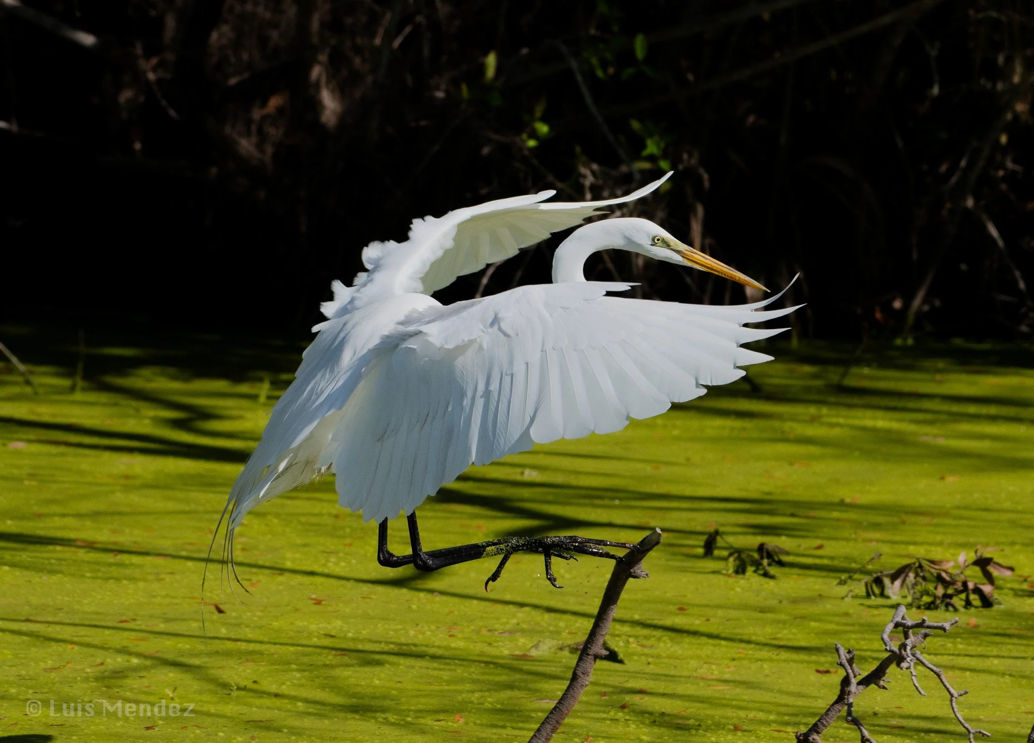 DSC_8191.jpg