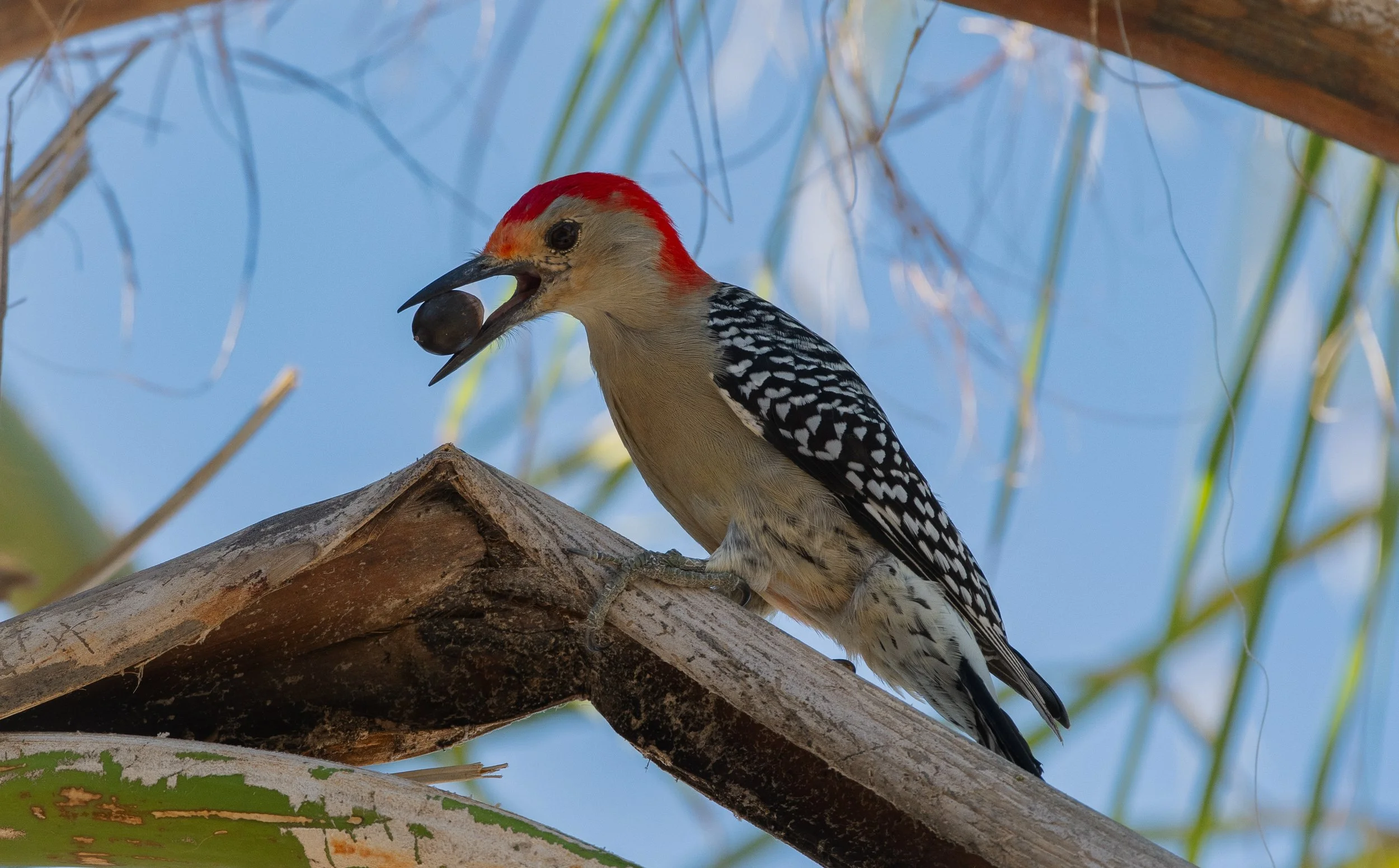 DSC_3563.jpg