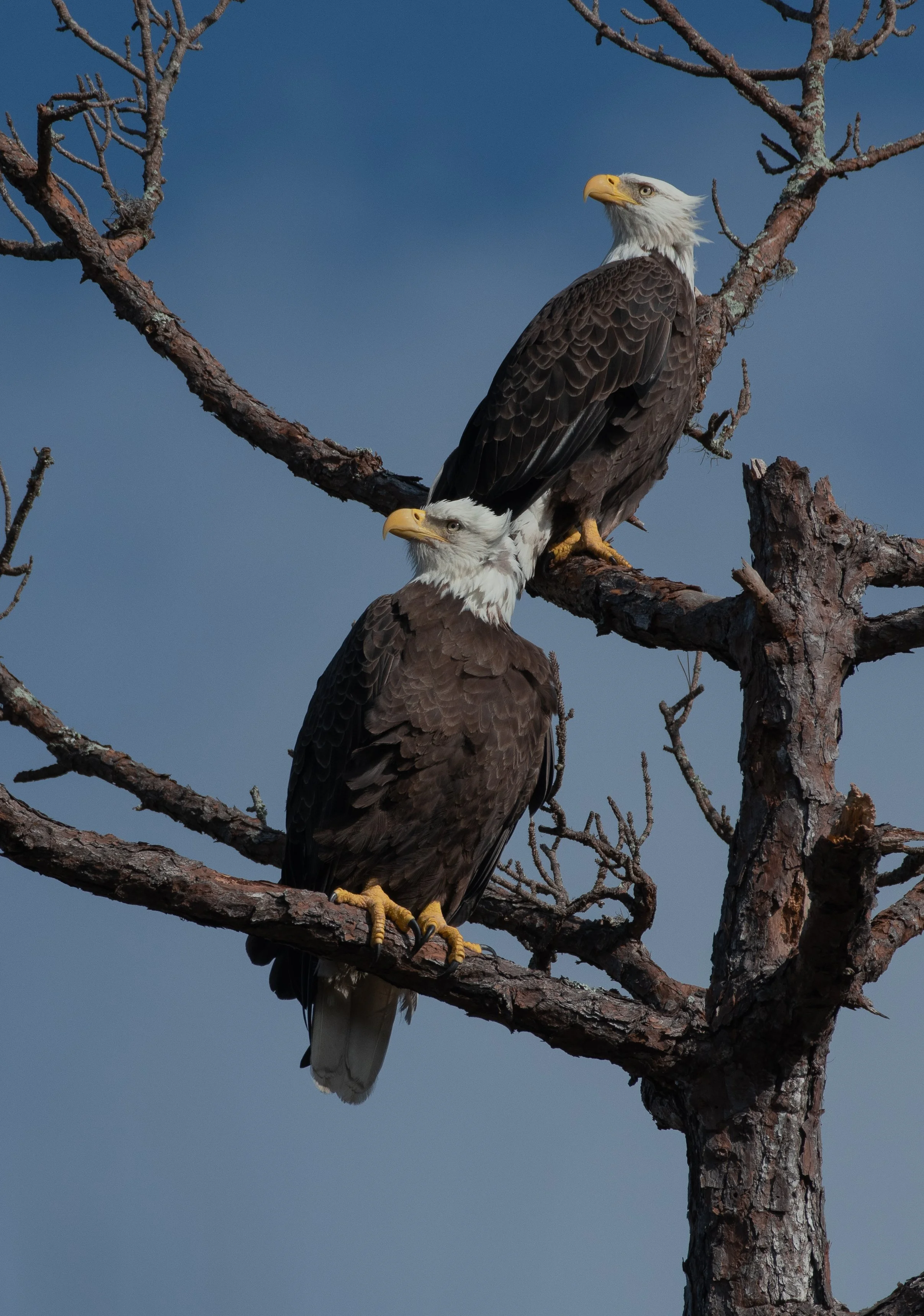 DSC_4730.jpg