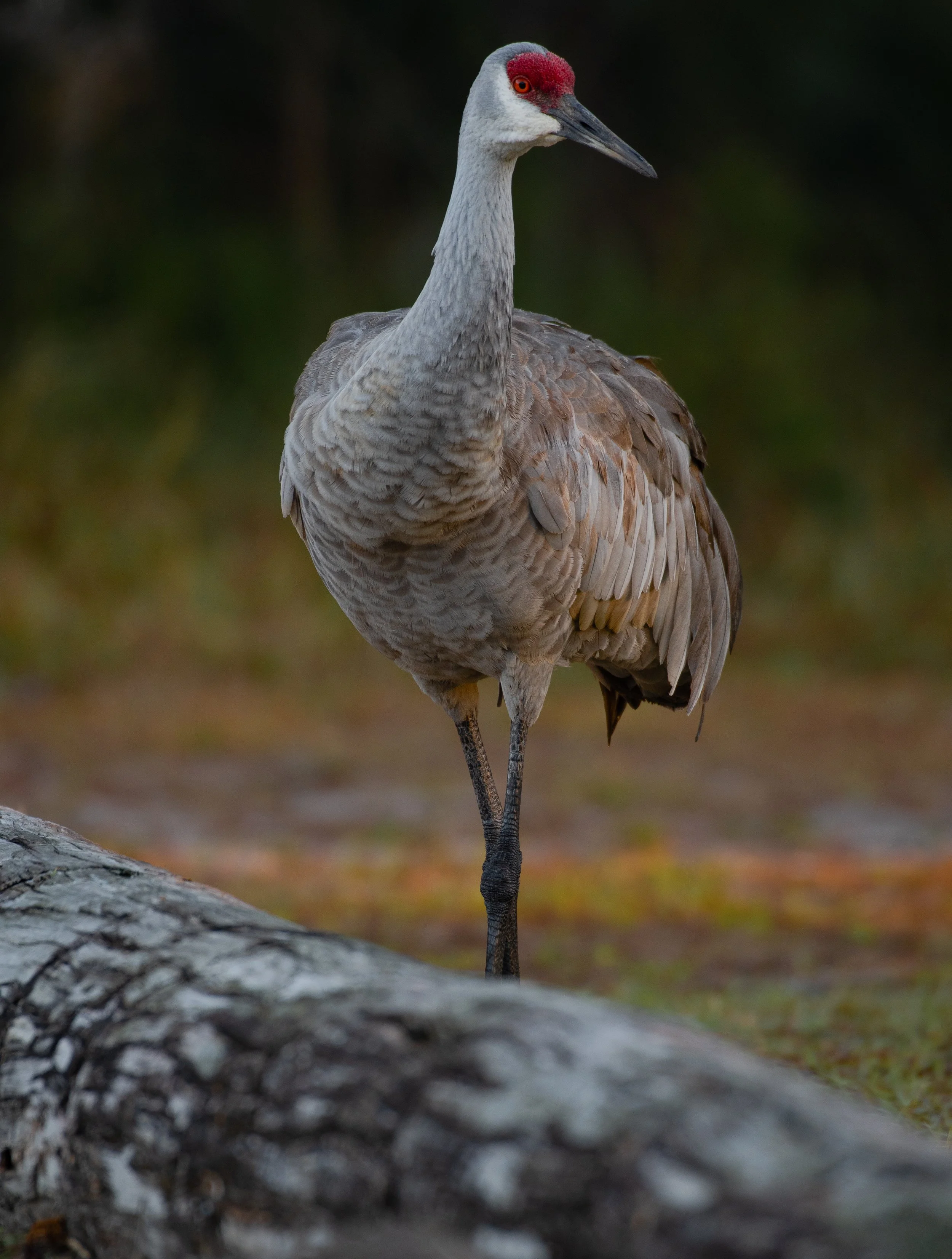 DSC_6920.jpg