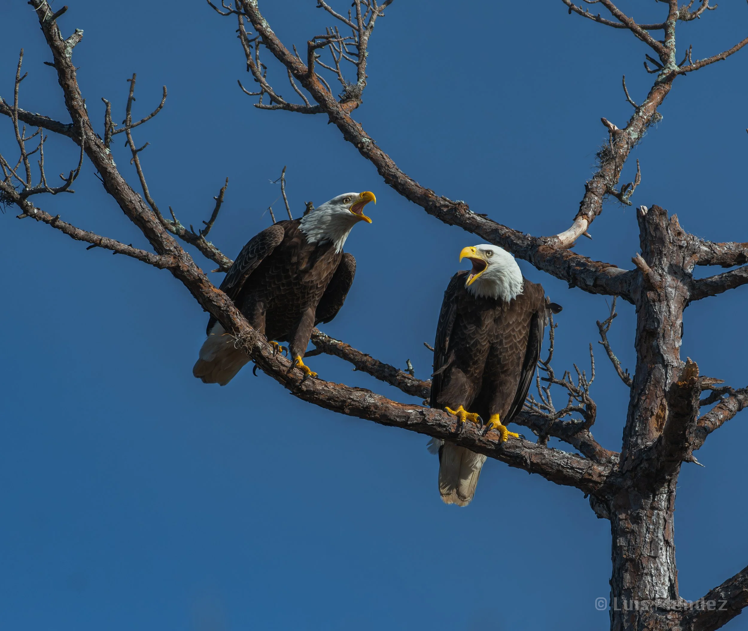 DSC_4696.jpg
