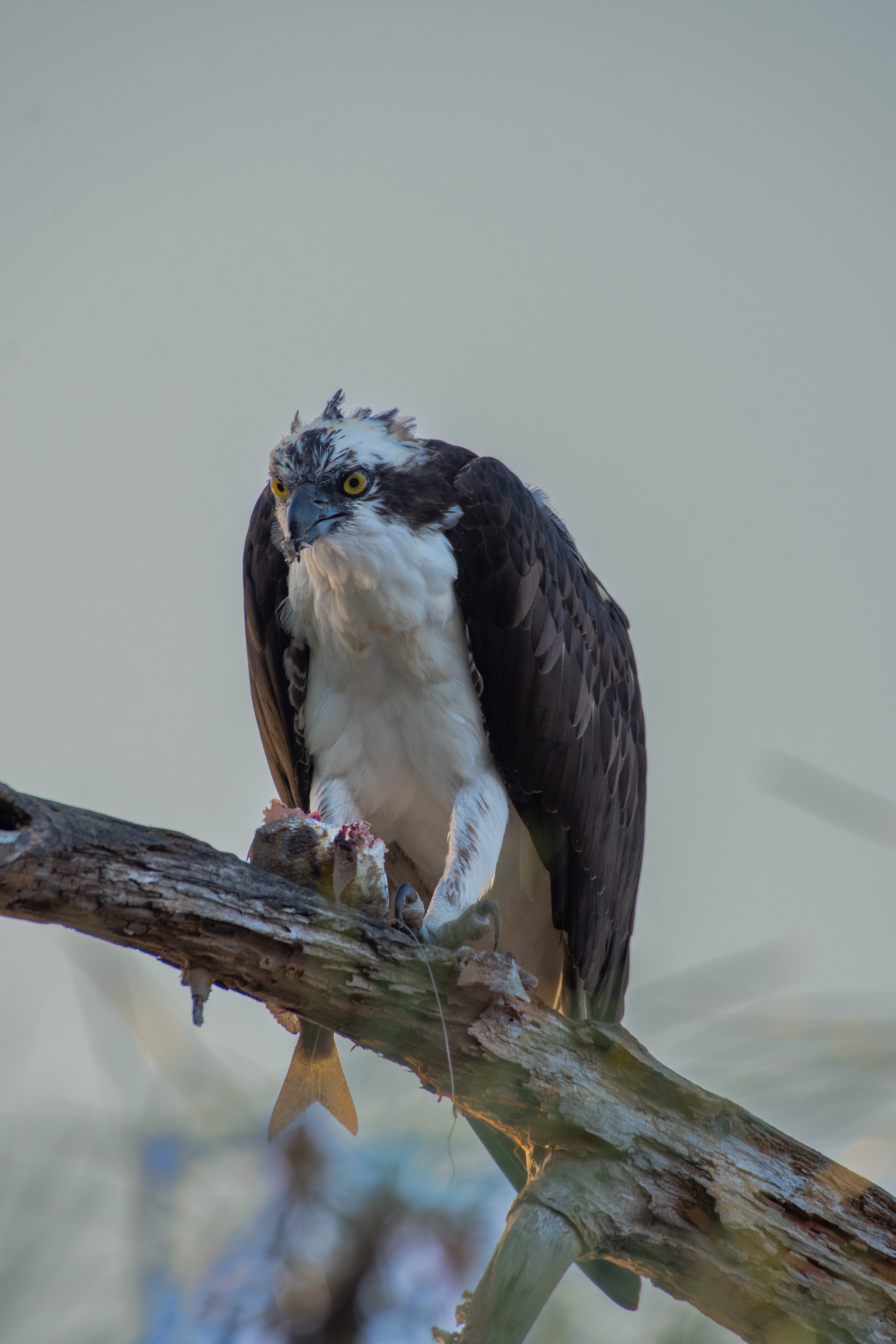 DSC_4522.jpg