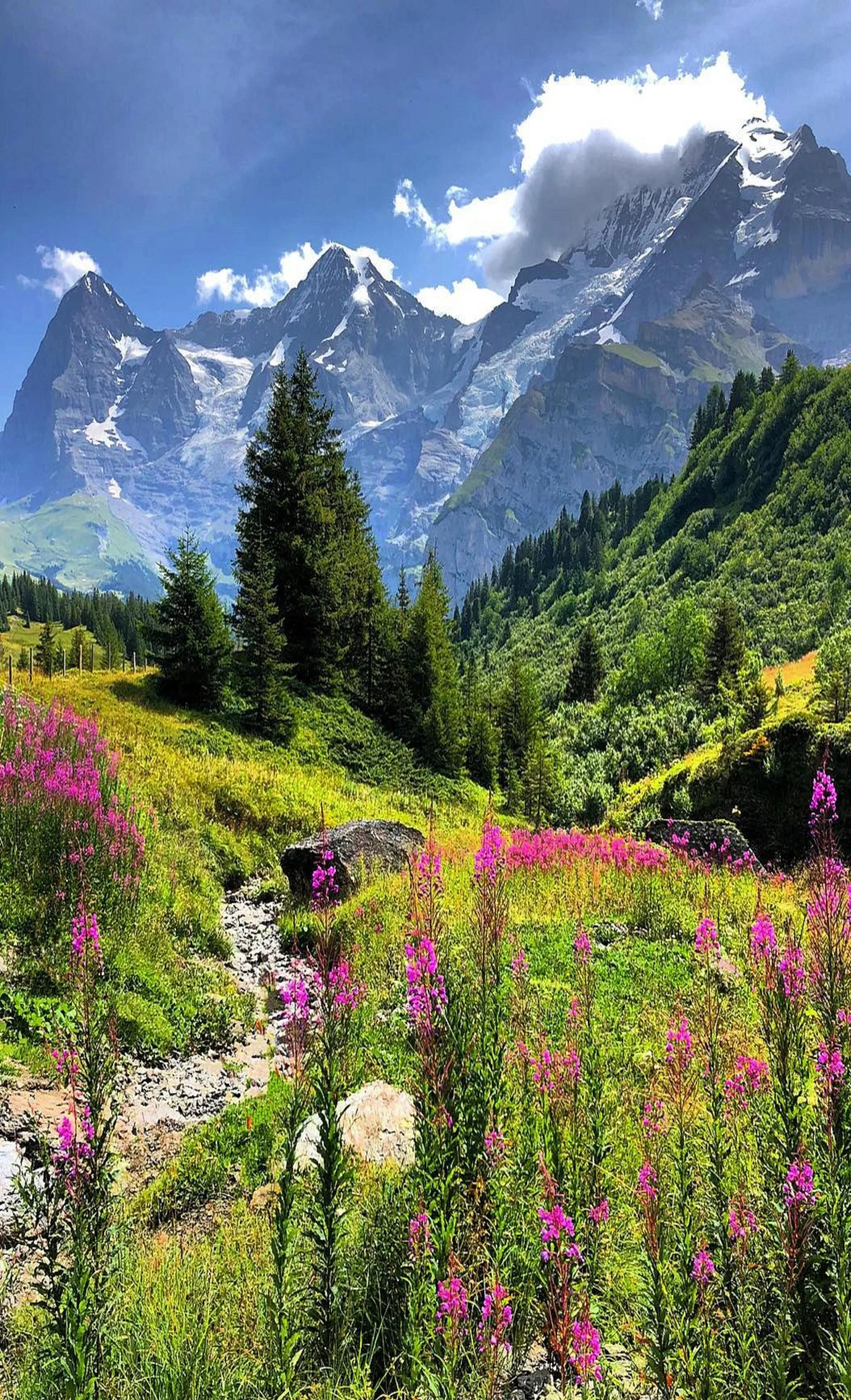 Paysage de montagnes enneigées avec ciel bleu et nuages, forêts verdoyantes, fleurs roses dans un champ en première plan.