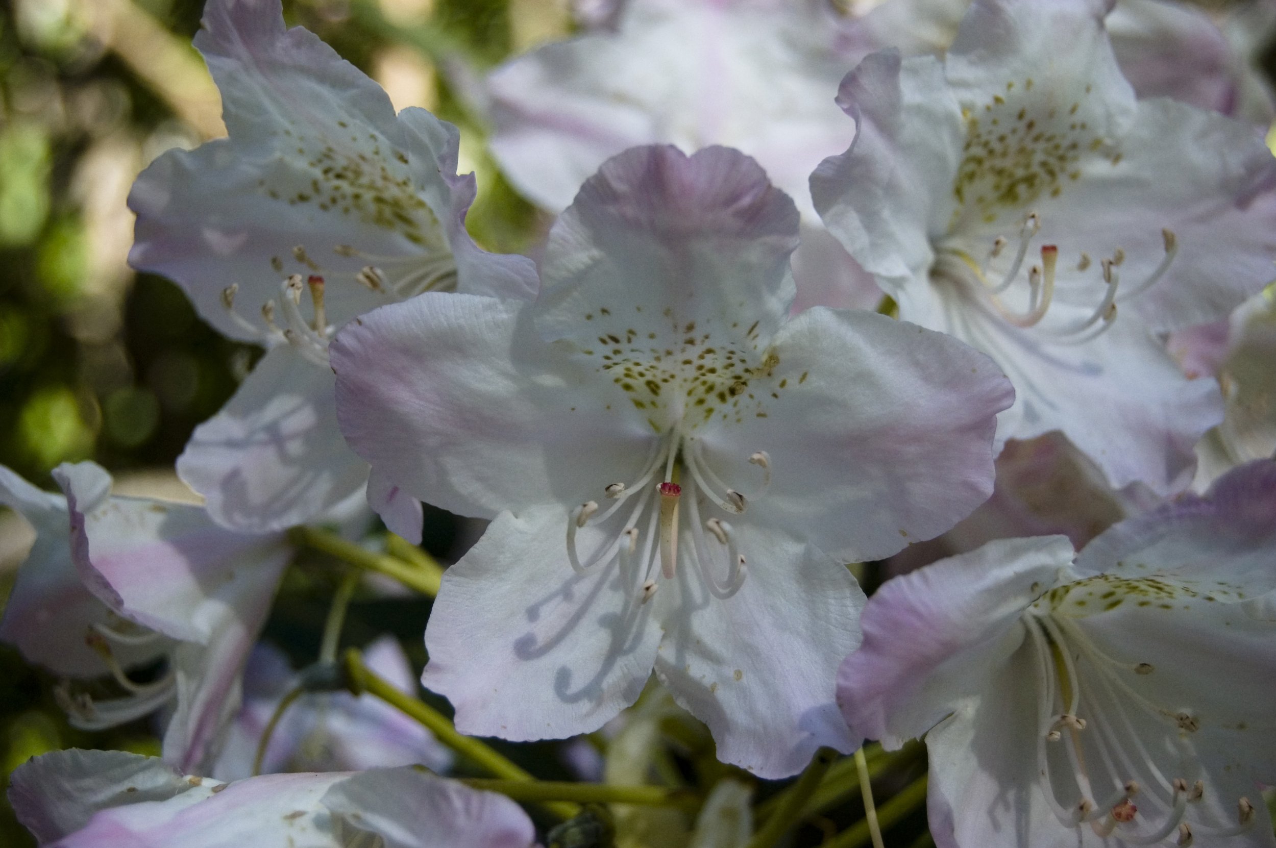 flowers 4.jpg