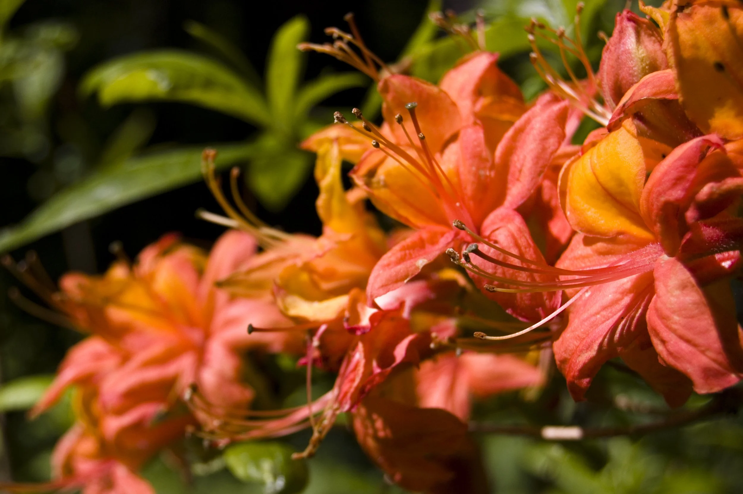 flowers 1.jpg