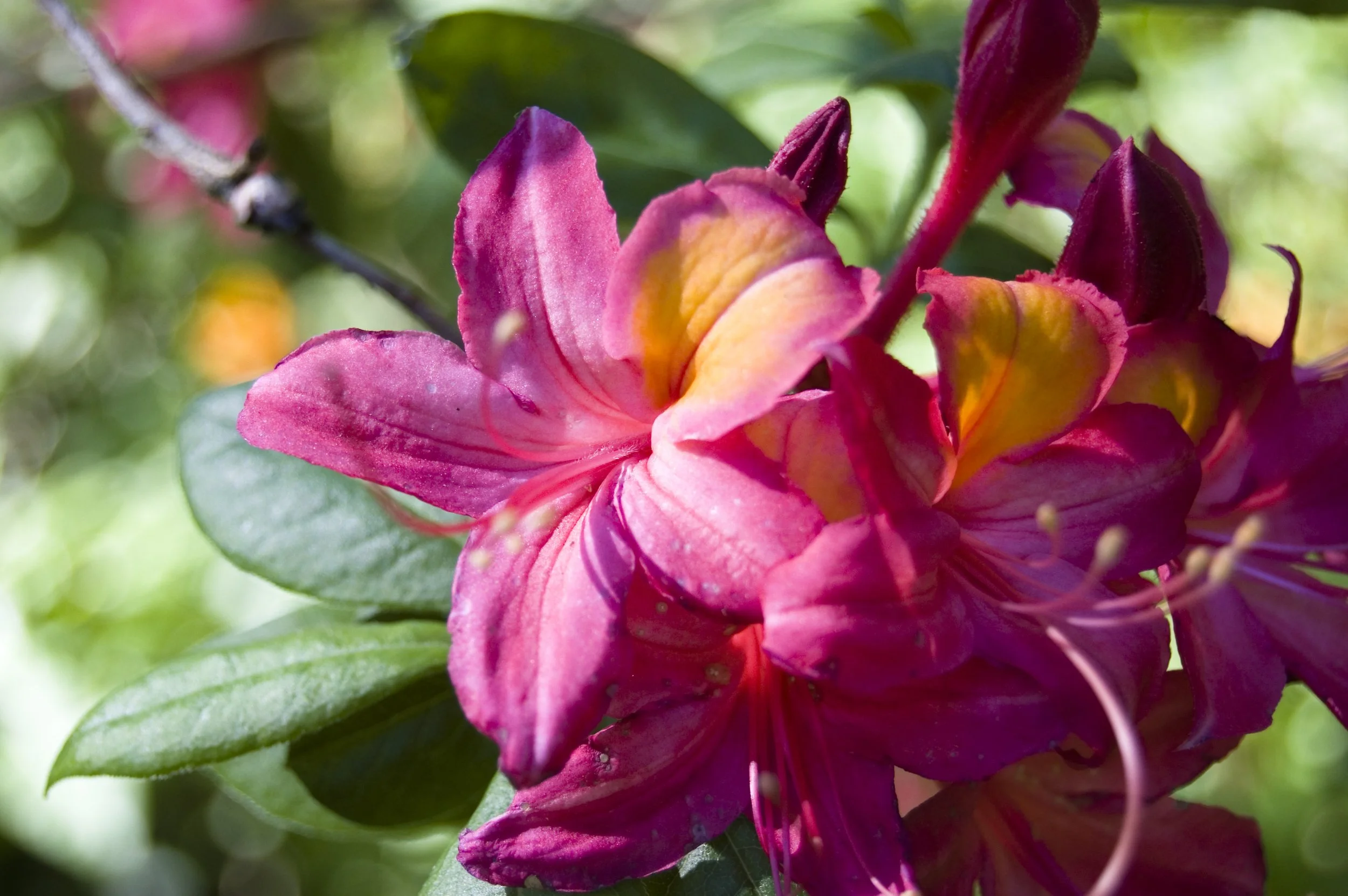 flowers 2.jpg