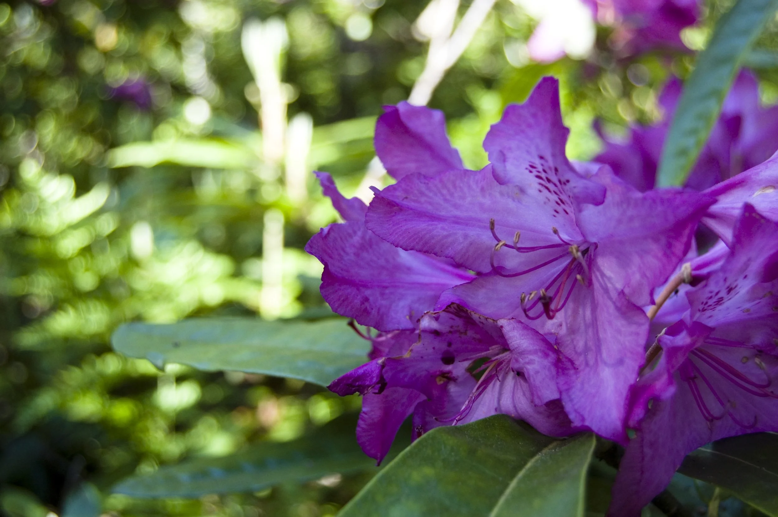 flowers 3.jpg