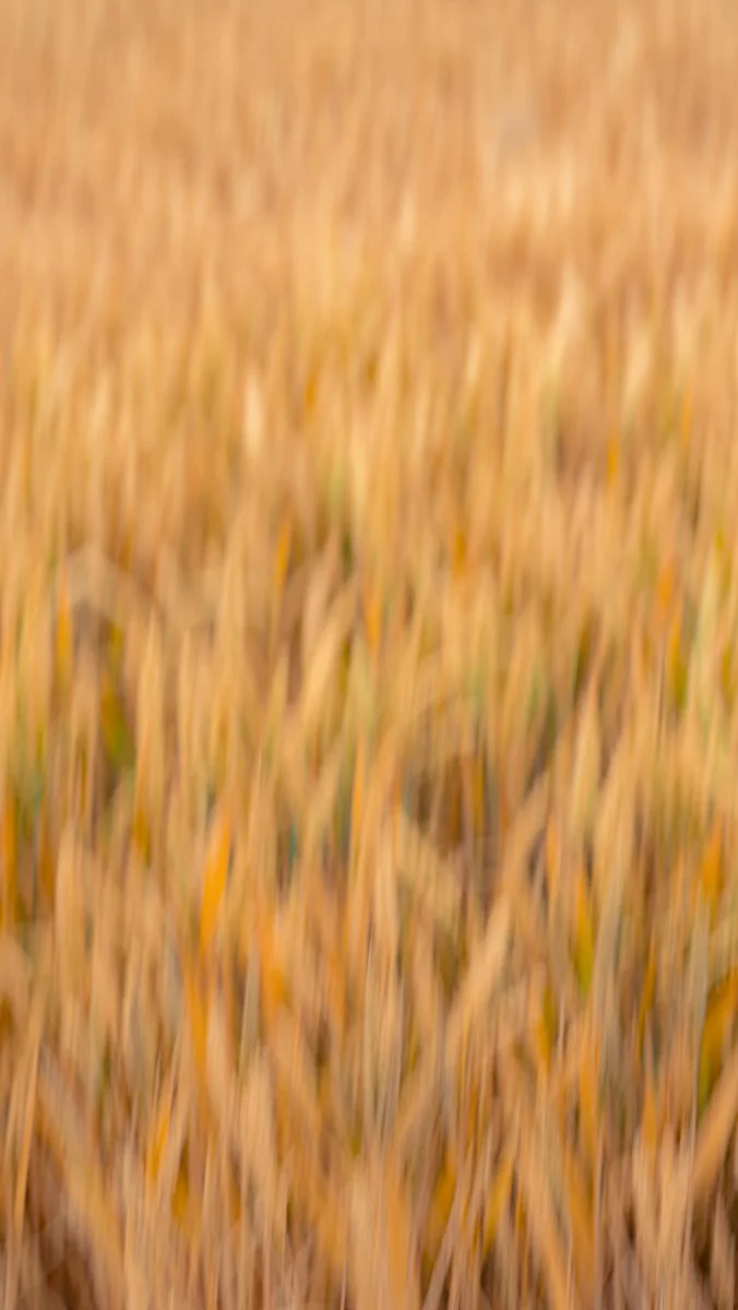 _DSC7785.jpg
