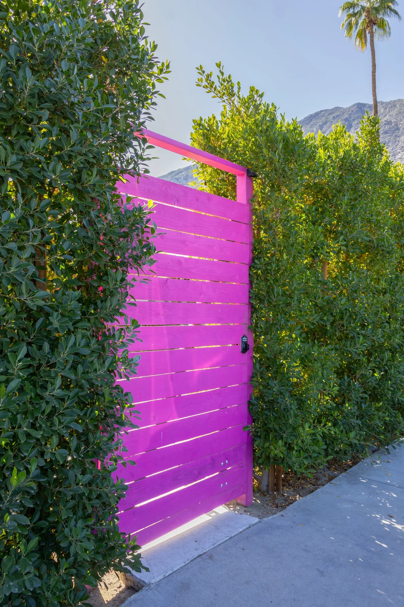 Pink wooden fence next to green bushes and palm trees, with mountains in the background under a clear blue sky.