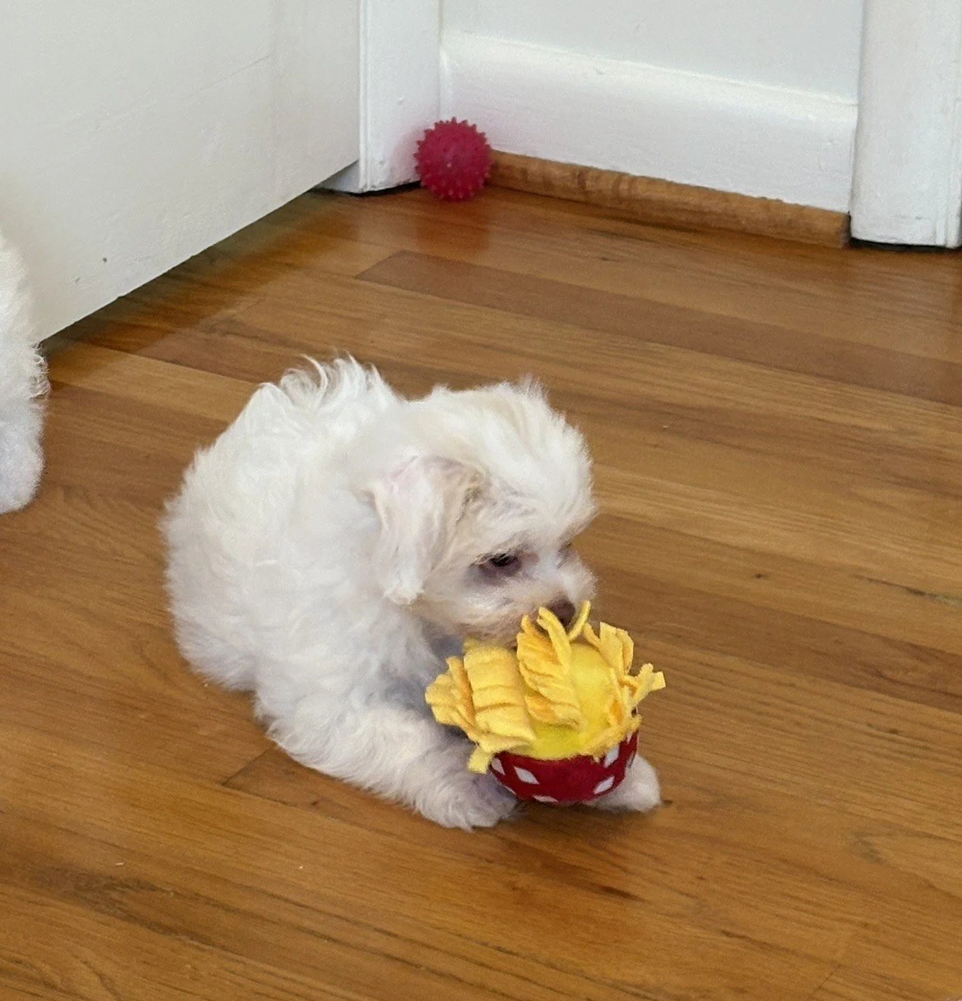 Surfer's First French Fries!
