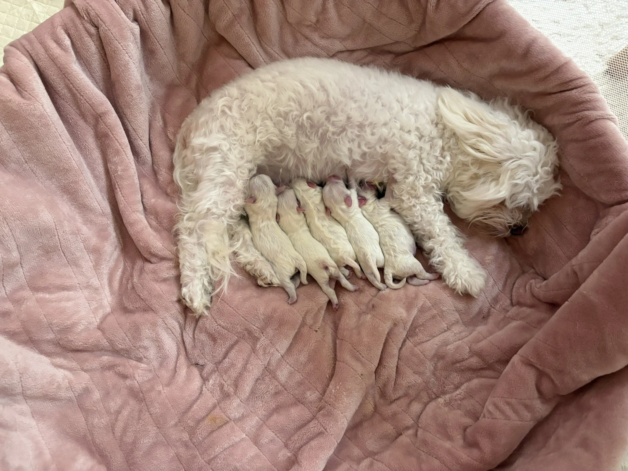 "Mother, I'm hungry...I really am!" - One Day Old!