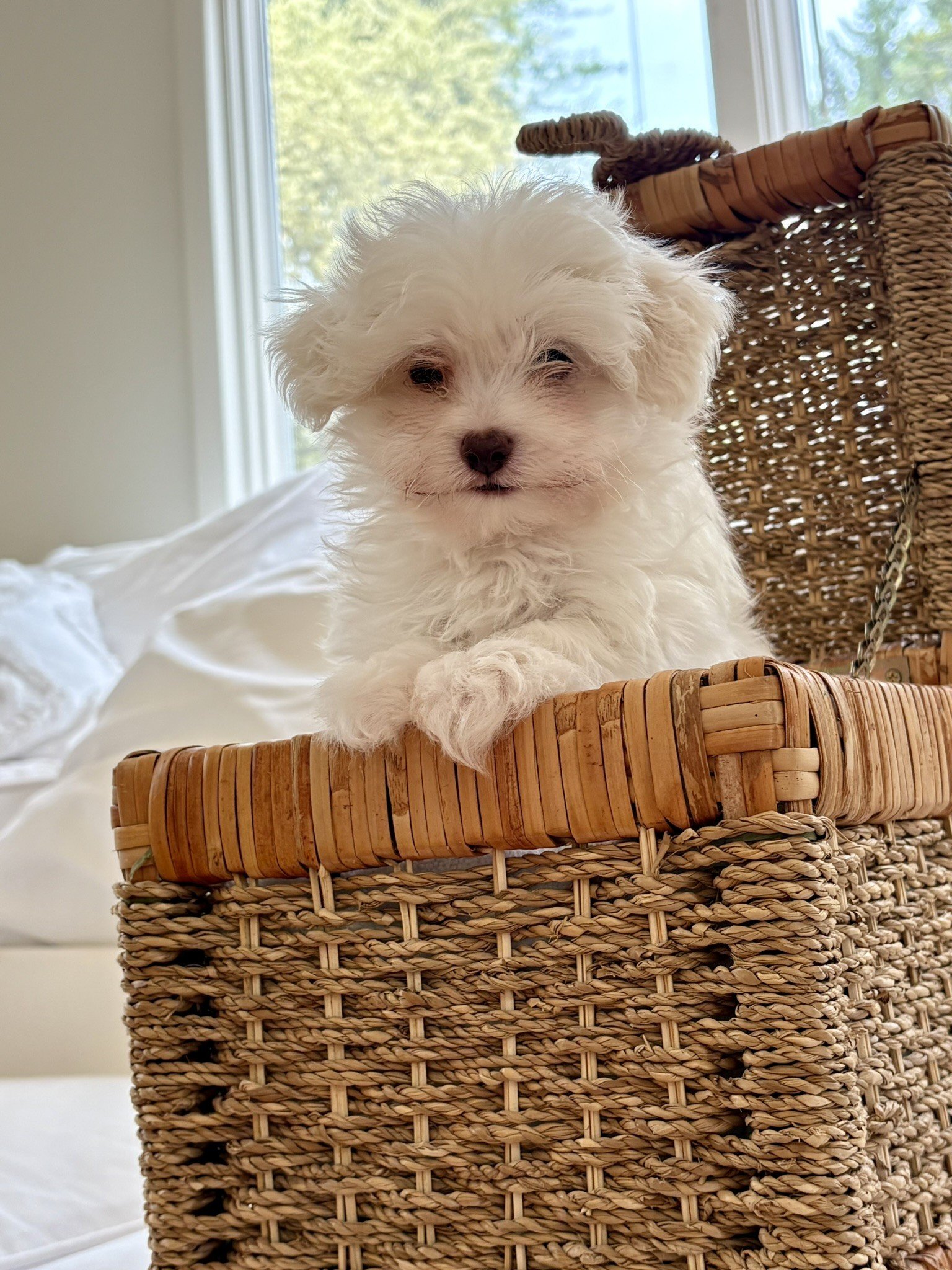 Gigi loves to play and snuggle. Her original nickname was “Surfer Girl” because she is so laid-back. She loves running and surfing across the floor, and sleeping on her back. 

Full of love and beautiful thick, luxurious white hair, Gigi is incredibl