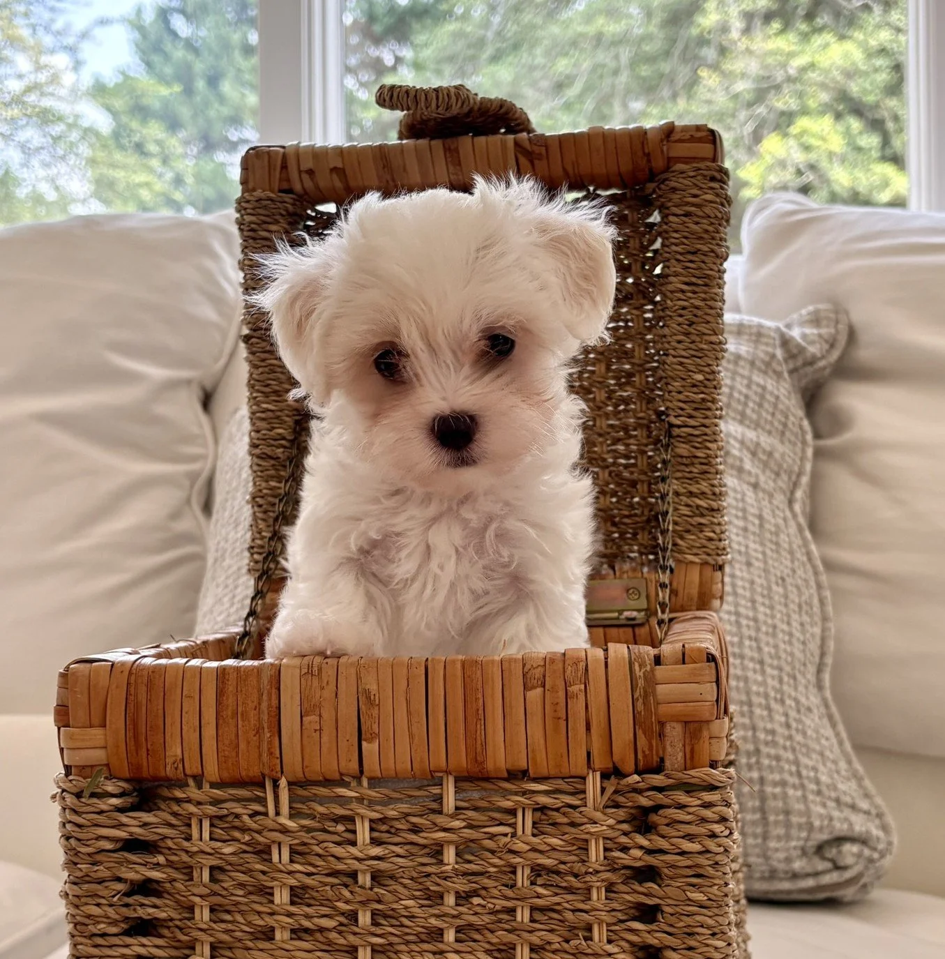 Elle is a bundle of love and energy! Her motto: Play Hard, Sleep Hard. At this age, Elle goes a million miles a minute, playing with one pup and then onto the next...and then she crashes and sleeps through anything! 

She loves to run and play with h