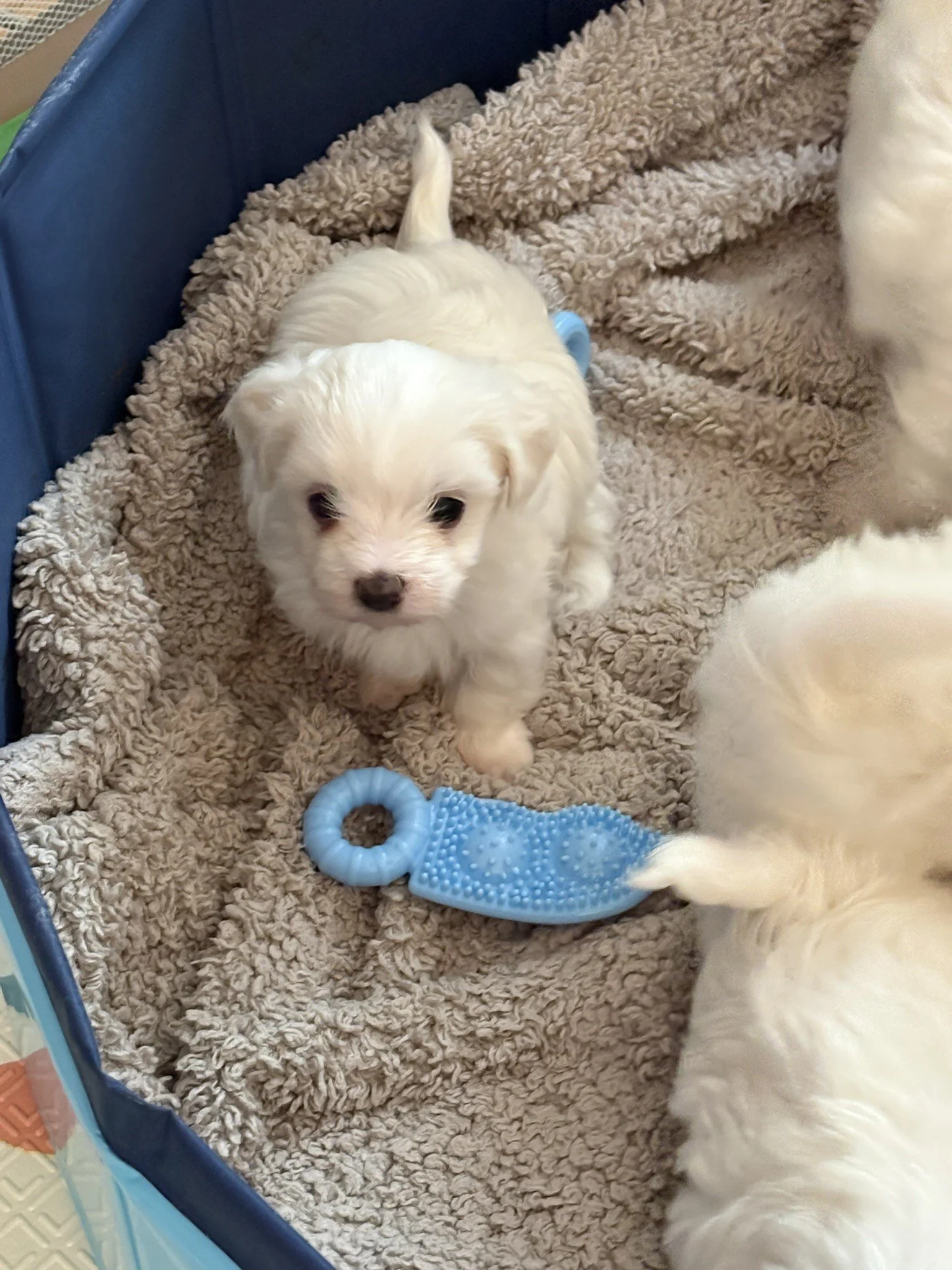 Adorable Maltipoo Puppy