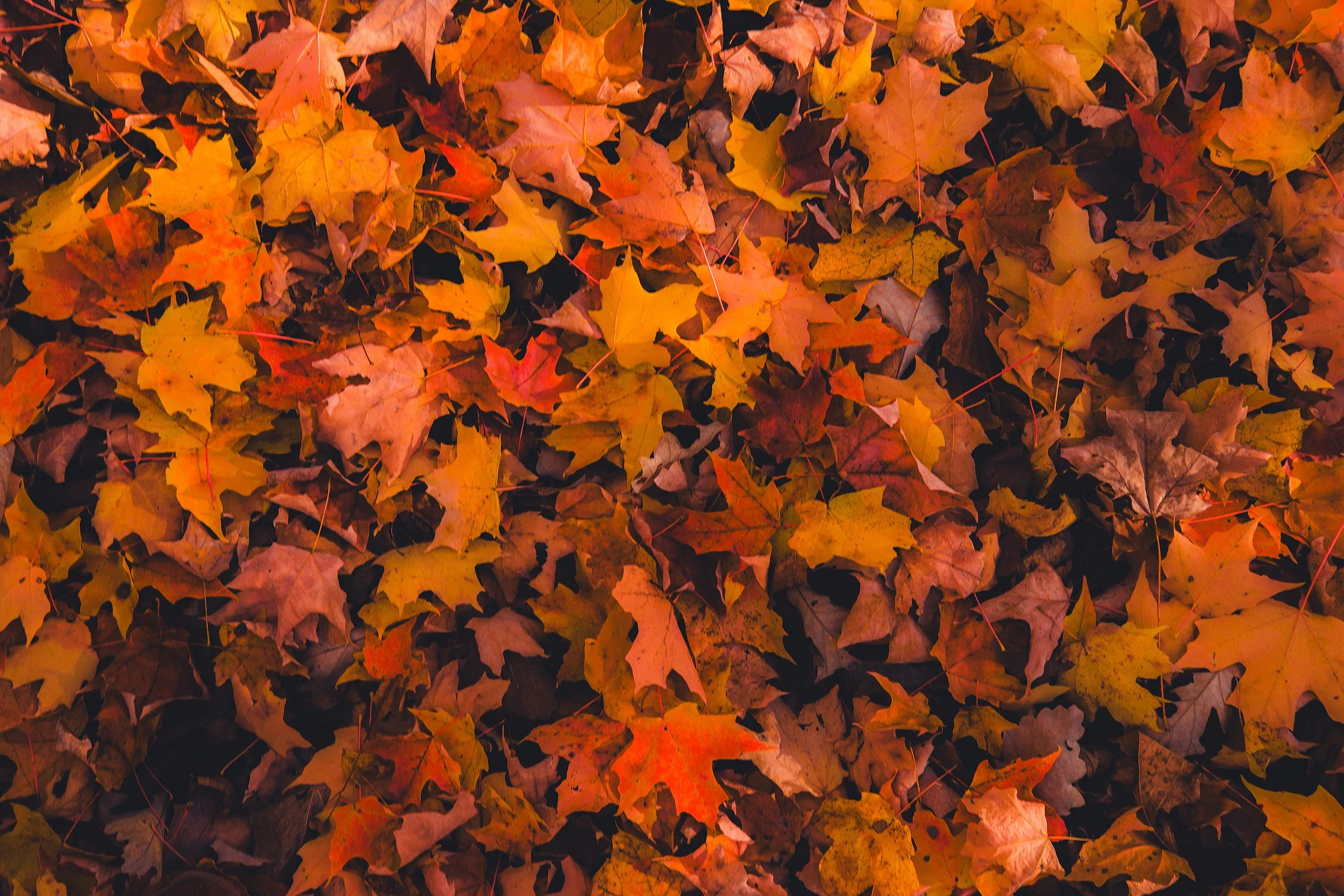 CuyunaCrossing_Oct2026-153.jpg