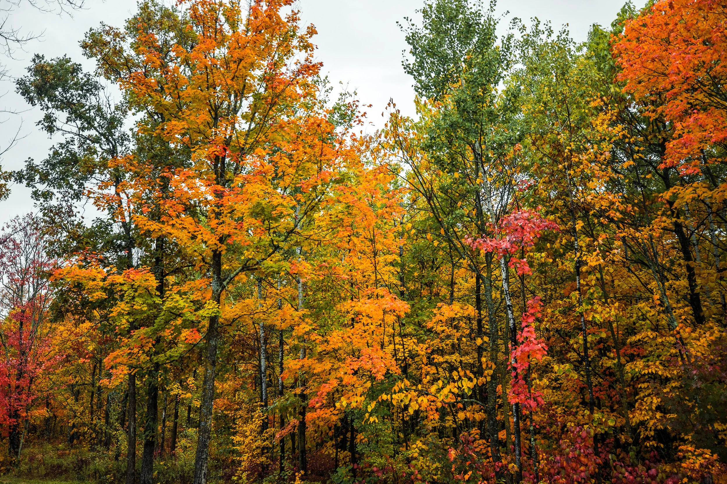 NorthwoodsAFrame_Sept_2026-242.jpg