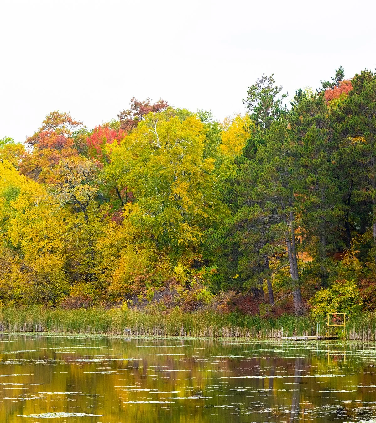 Autumn trees with green, yellow, and red leaves beside a calm lake, with a small wooden dock and water lily pads.