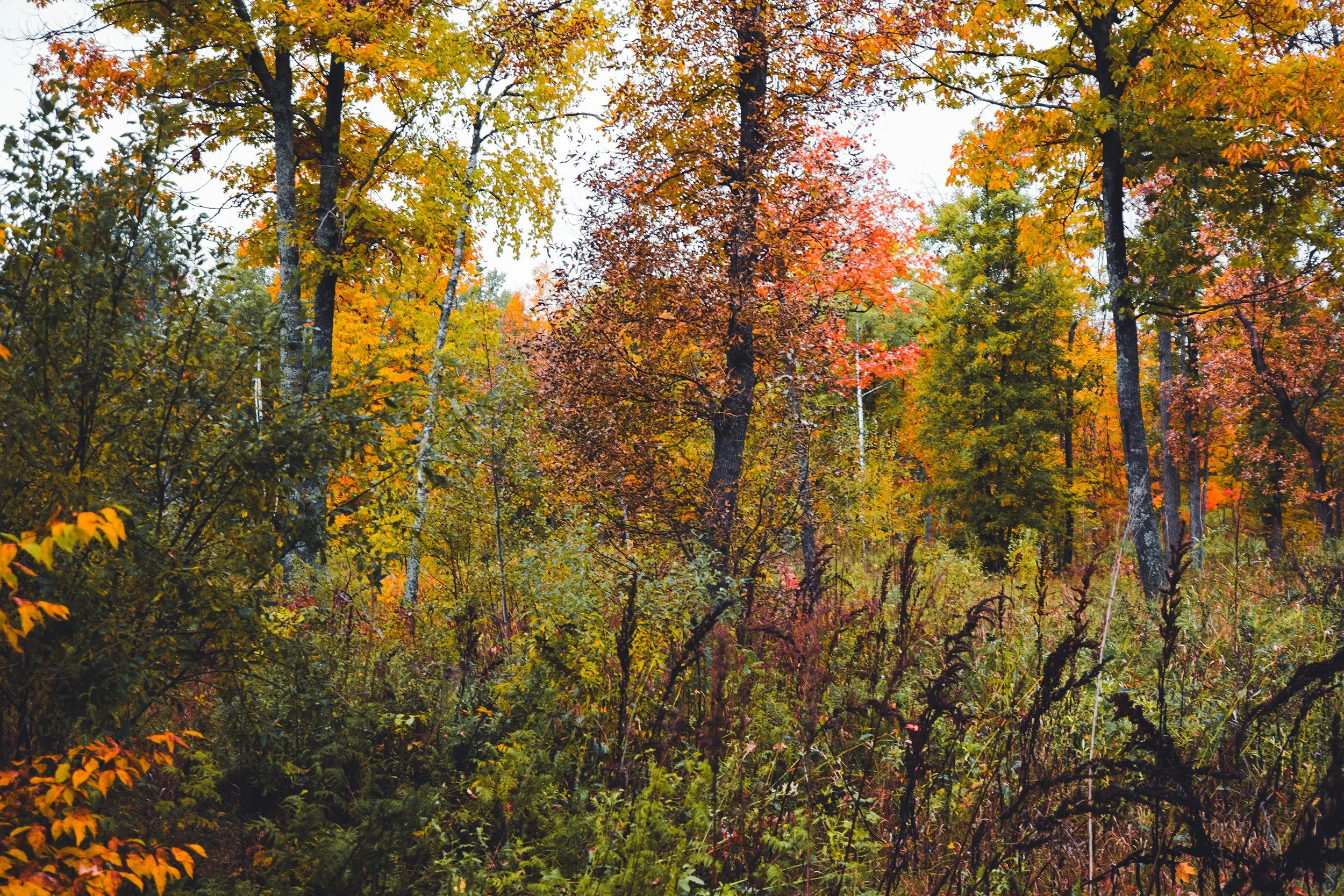 NorthwoodsAFrame_Sept_2026-236.jpg