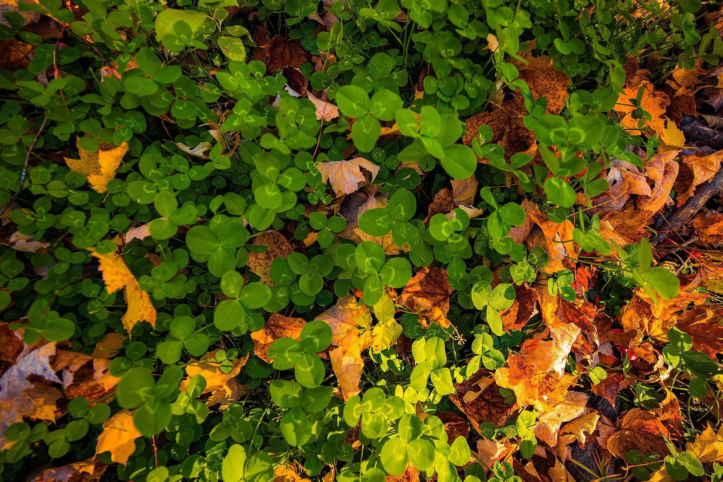 CuyunaCrossing_Oct2026-259.jpg