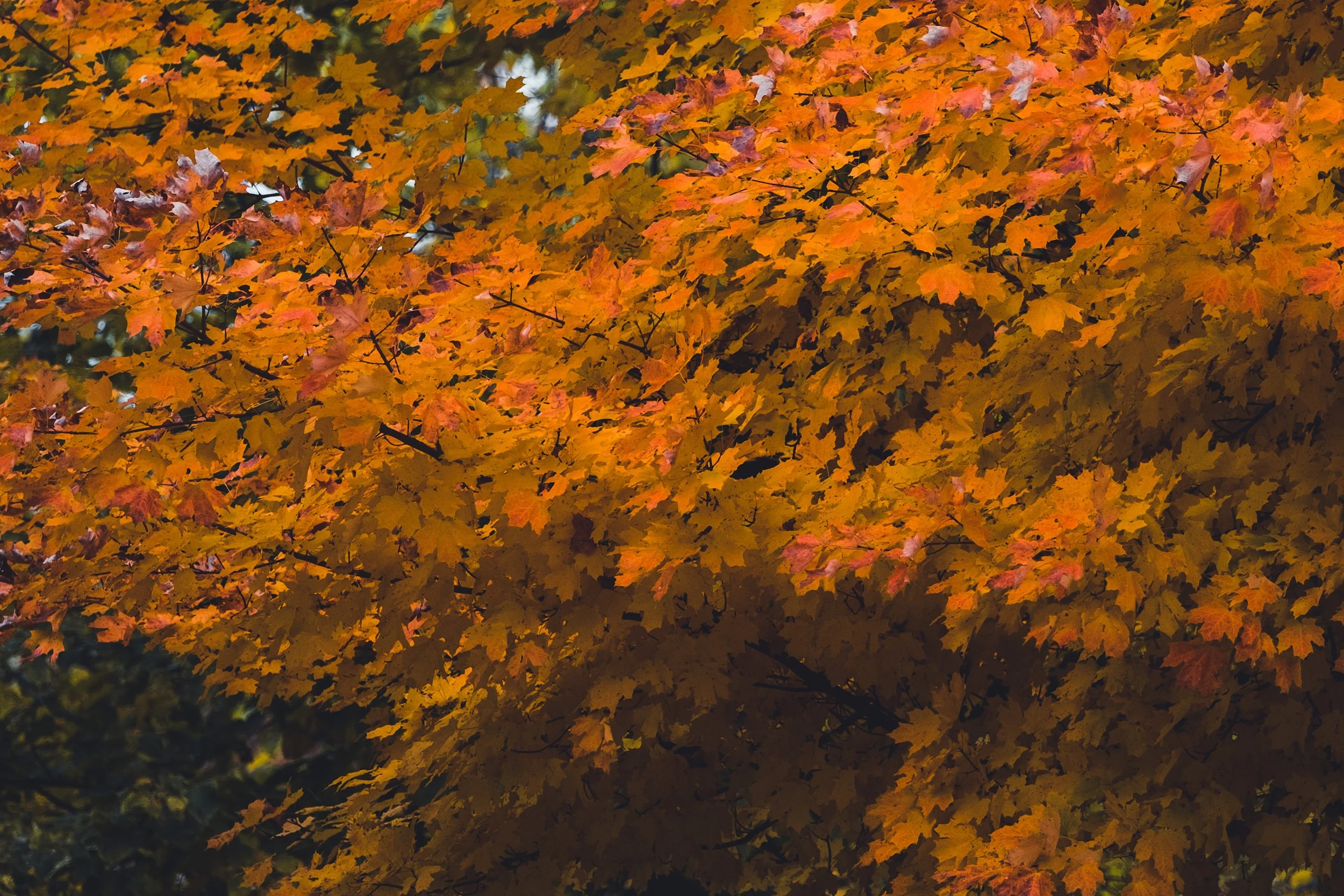 Stouts_Island_Fall2022-87.jpg