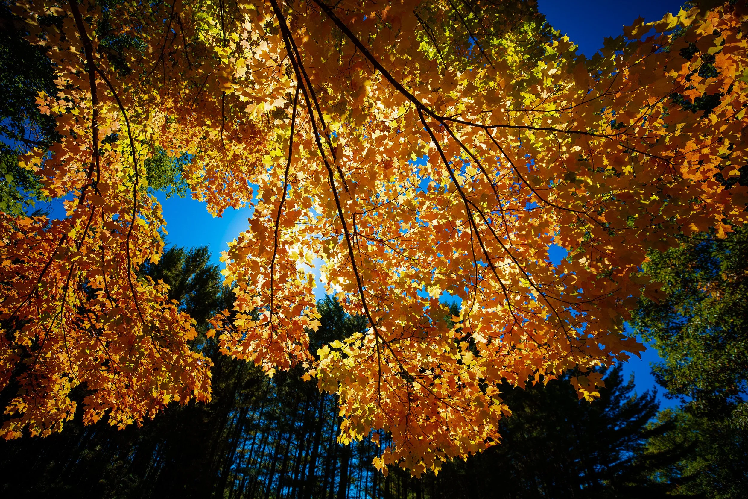 Pitliks_Fall-72.jpg