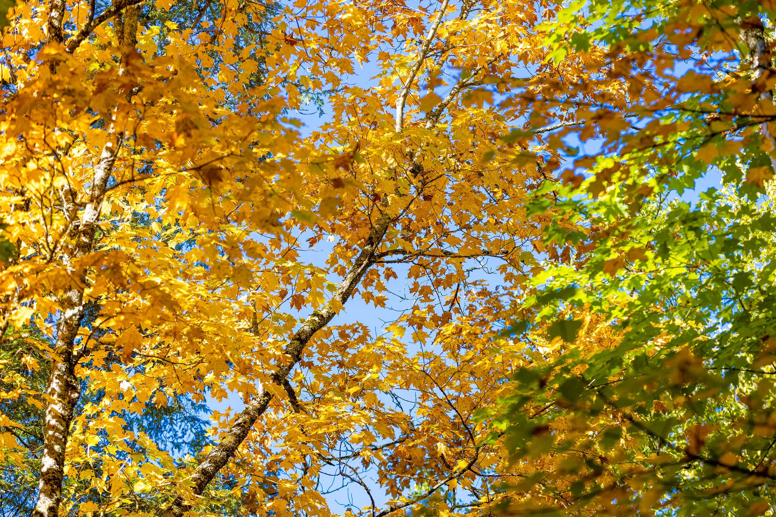 Pitliks_Fall-41.jpg