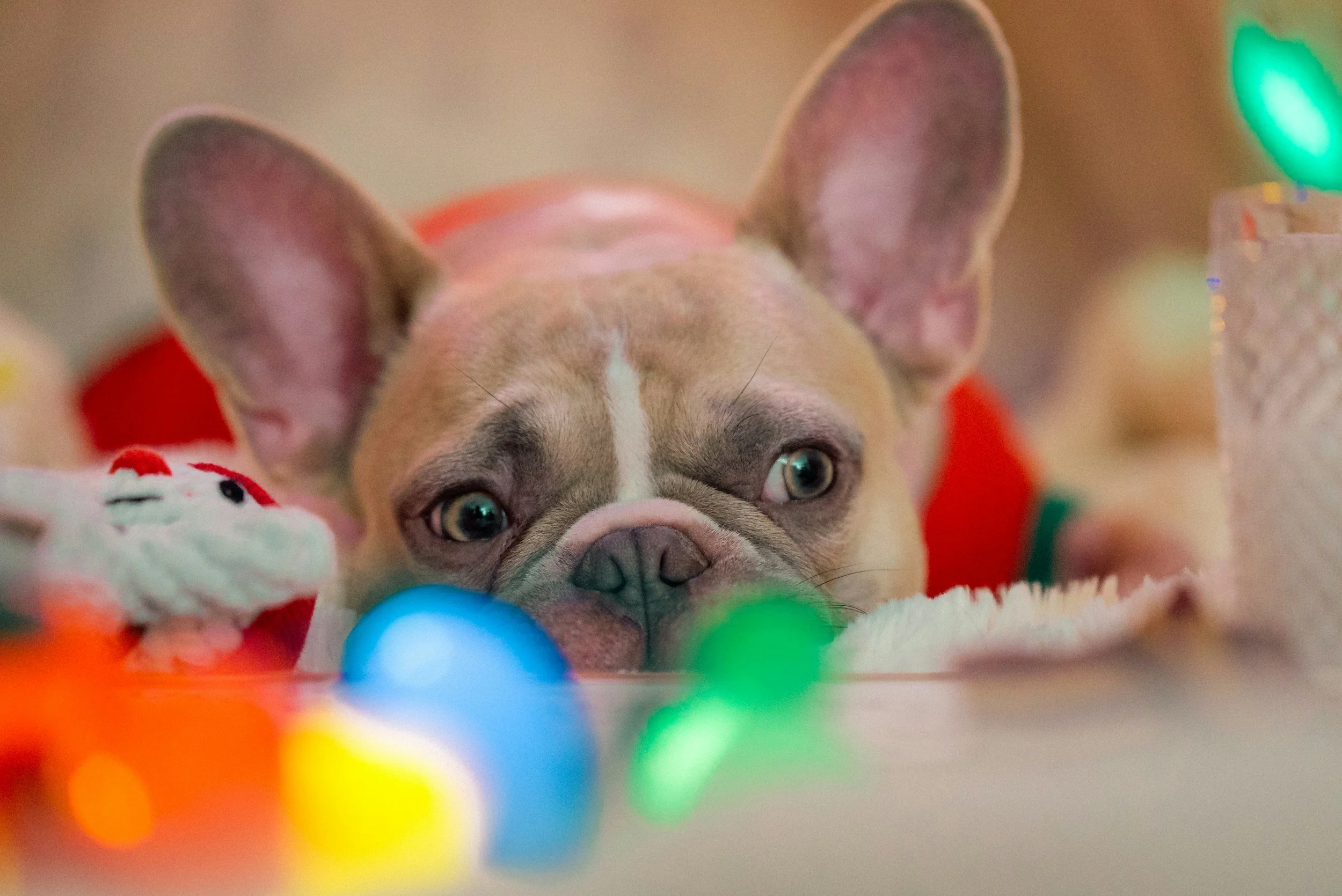 Grieving at the Holidays: Part 1