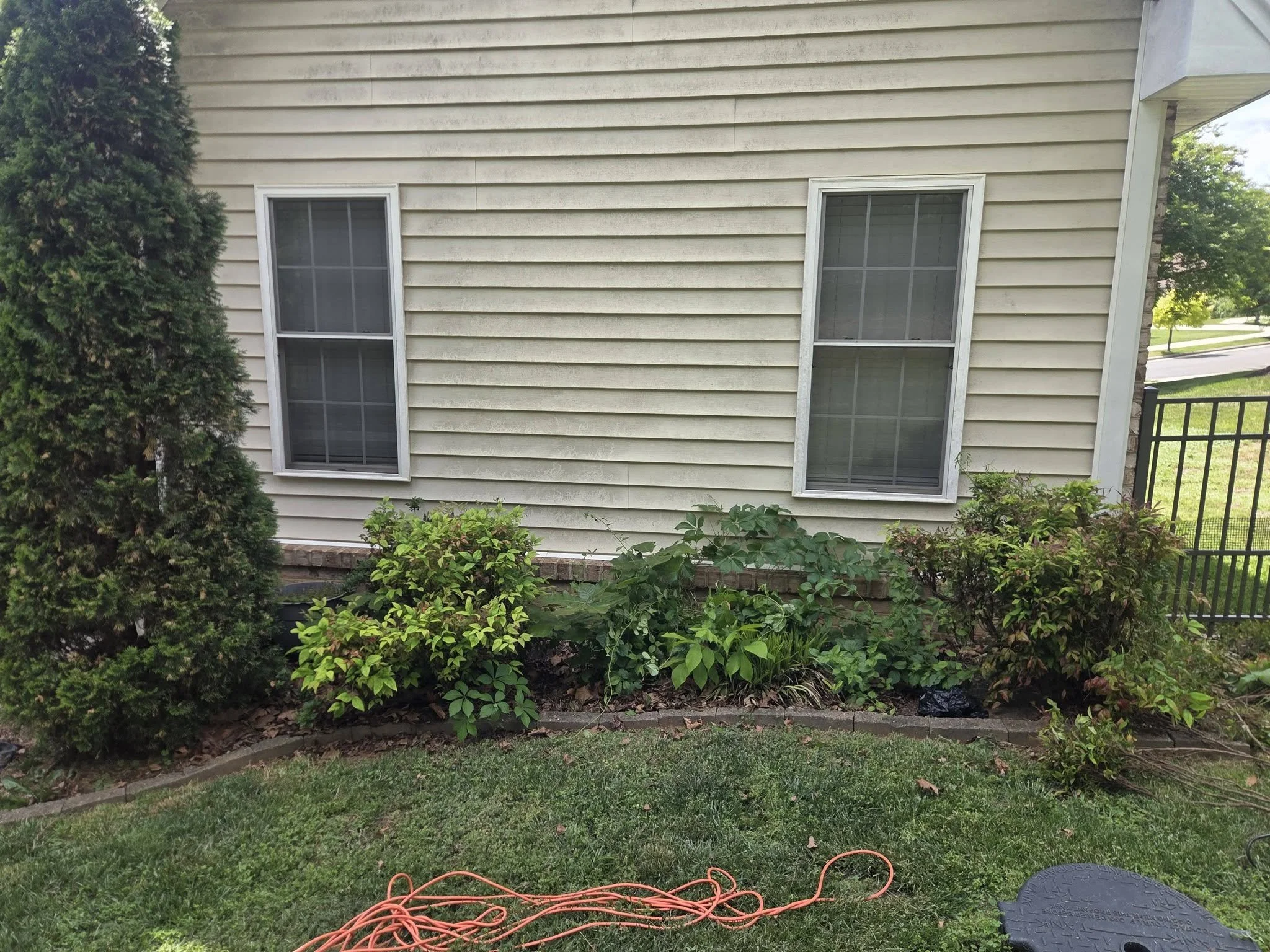 A backyard with a beige house exterior, two double-pane Windows, a tall shrub, various green plants and grass, a black circular cover, and an orange extension cord on the ground.