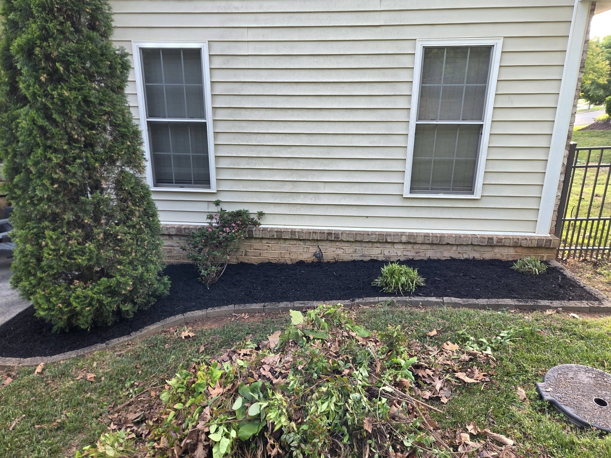A house with beige vinyl siding, two large windows, and a brick ledge at the base. There is a green shrub on the left side, a small flowering bush below the windows, and a black mulch bed in front of the house. The image is tilted to the right.